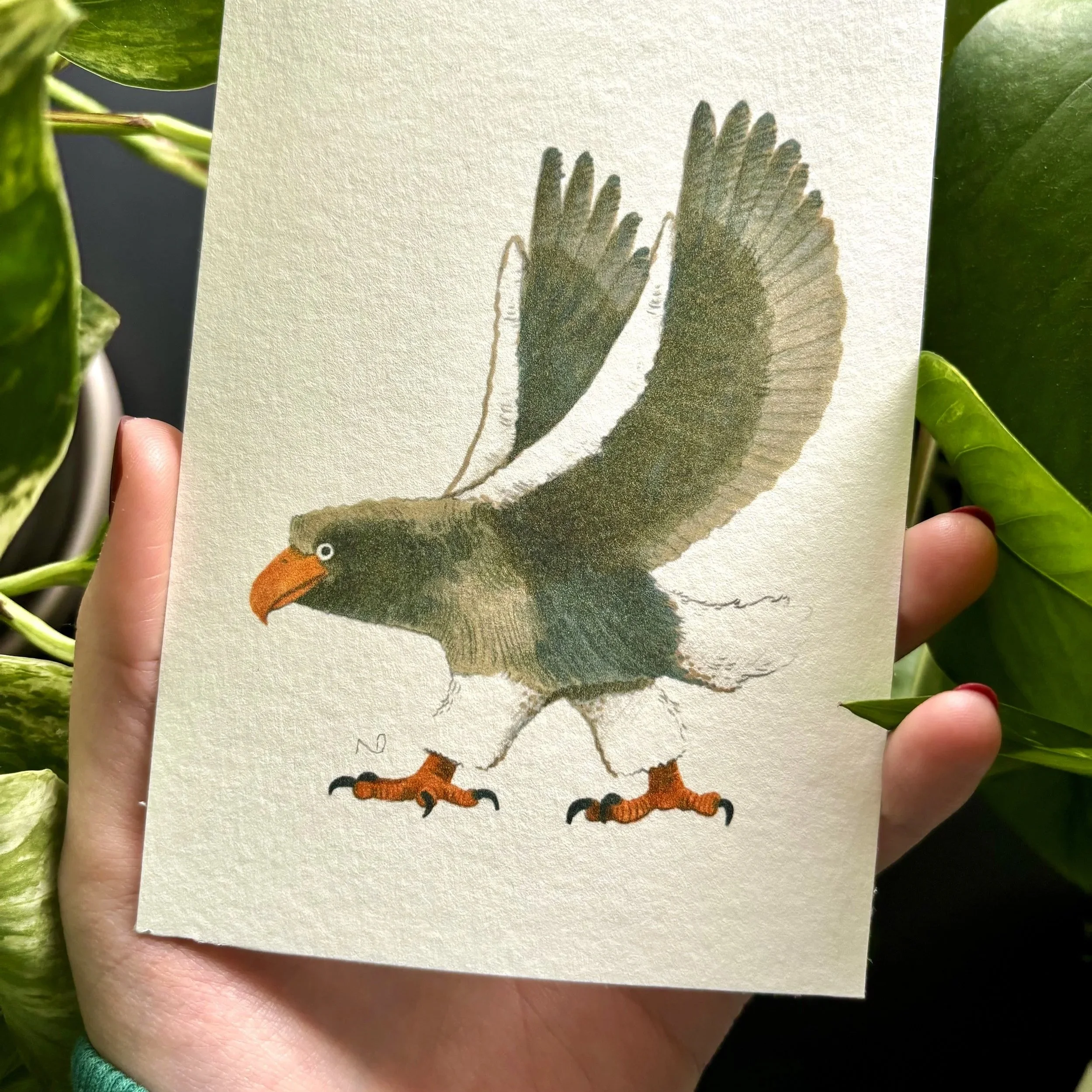 Print "Stellers Sea Eagle" B-Ware