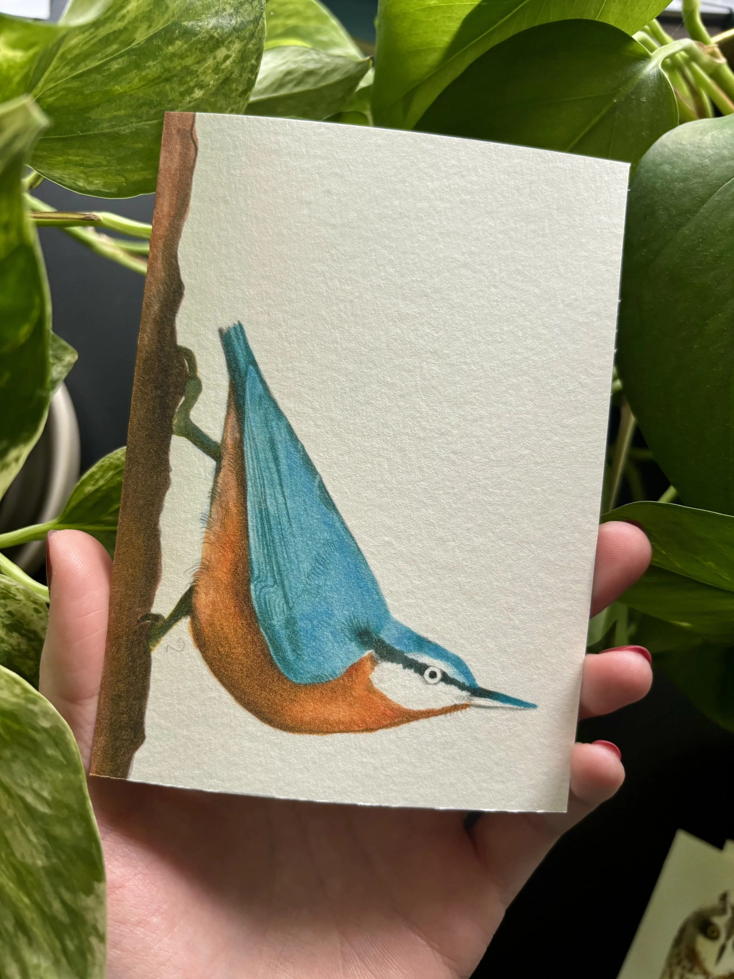 Print "Nuthatch" B-Ware
