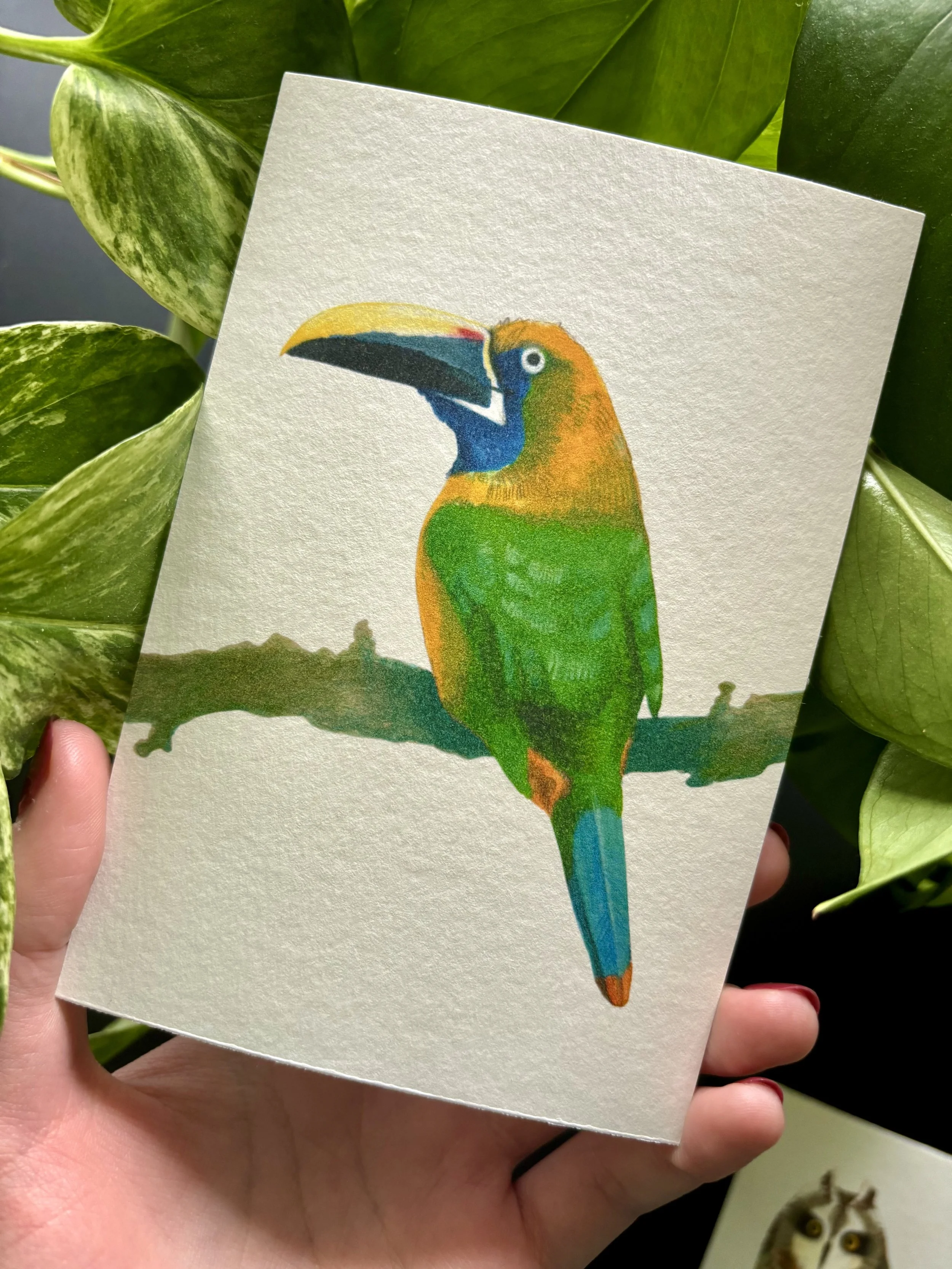 Print "Northern Emerald Toucanet" B-Ware
