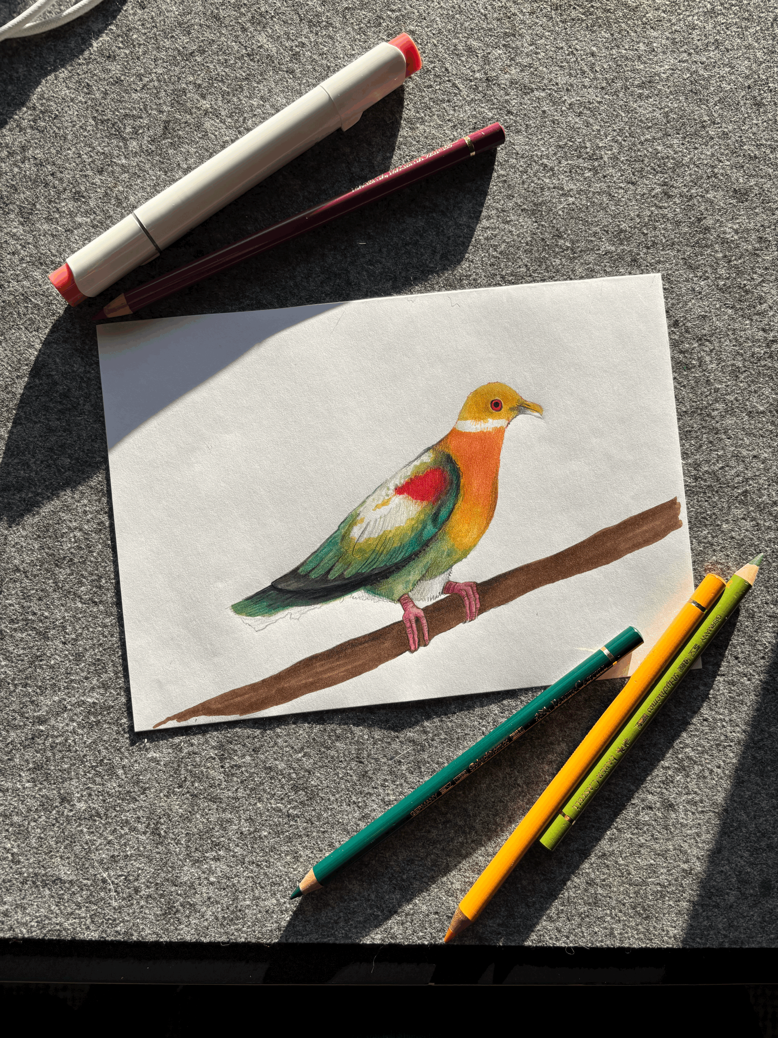 Original "Ornate Fruit Dove"