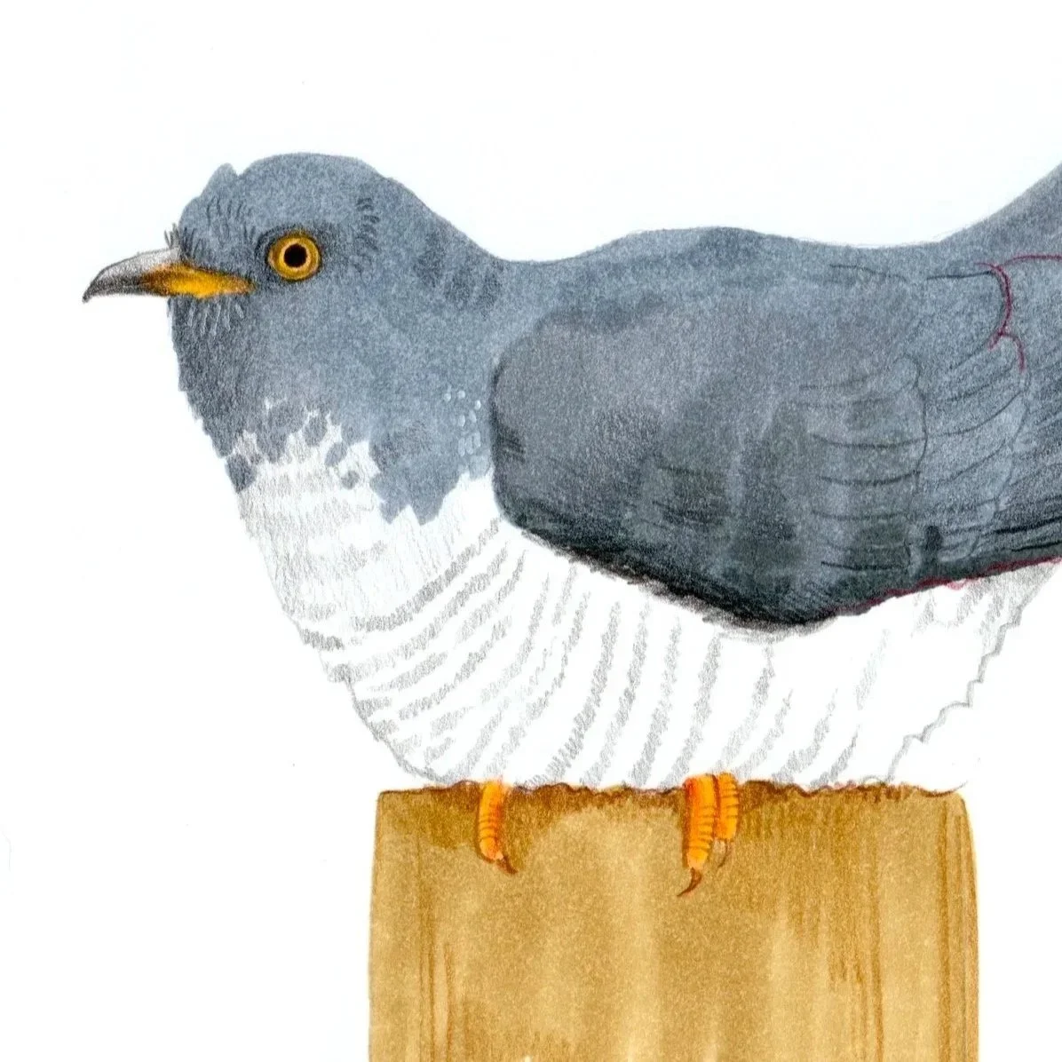 Common%2BCuckoo.jpg