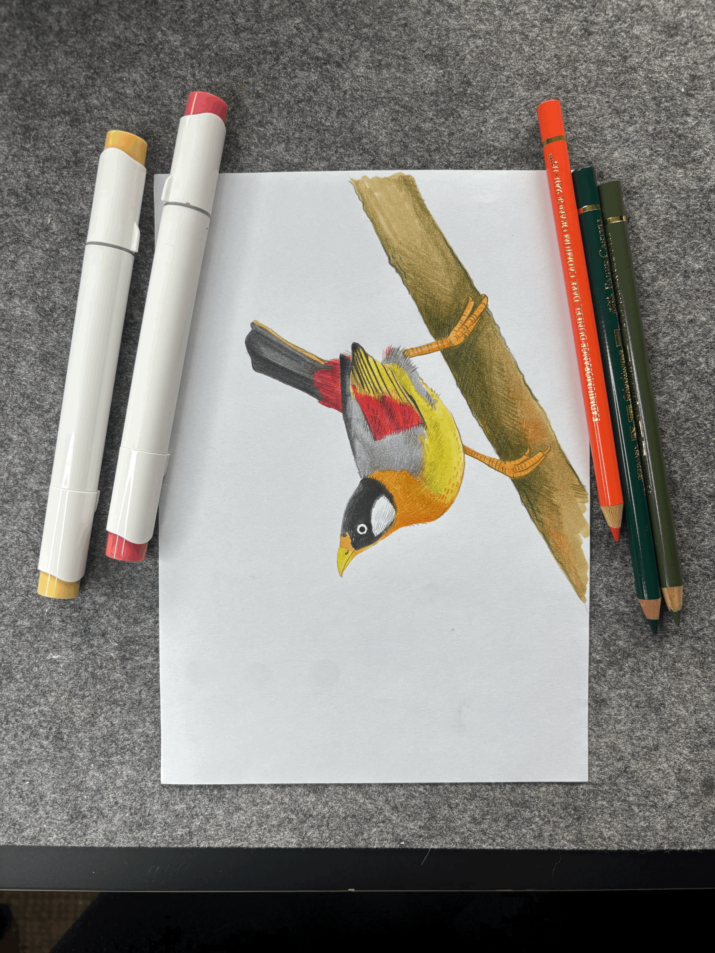 Original "Silver Eared Mesia"