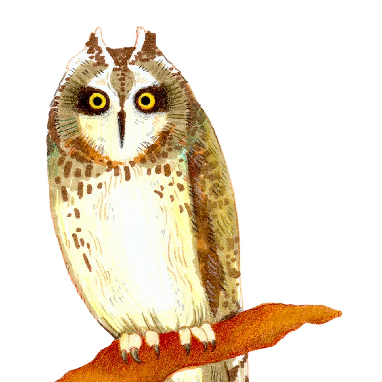 Galah+Cockatoo-2.png