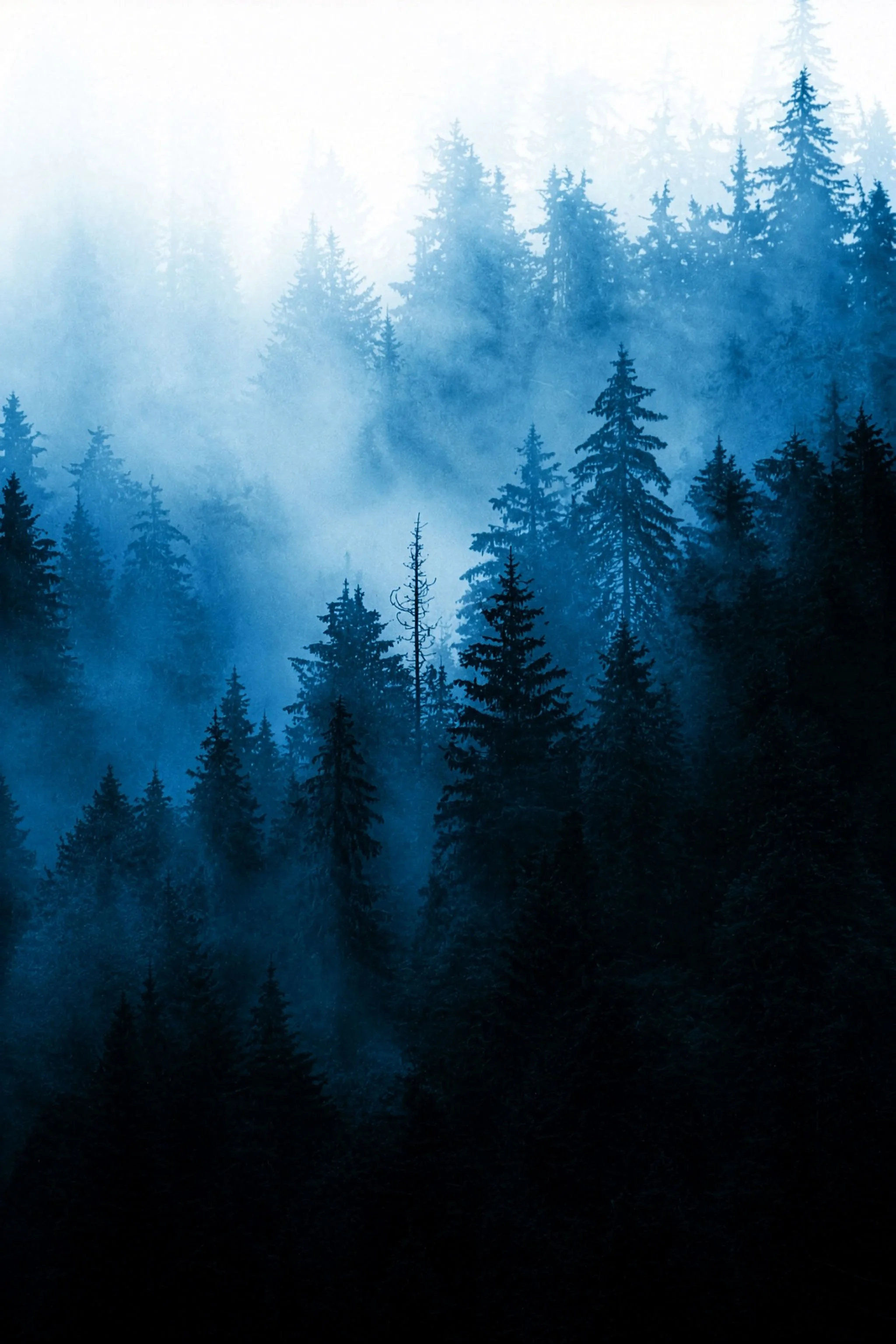 Background image showing a dark forrest