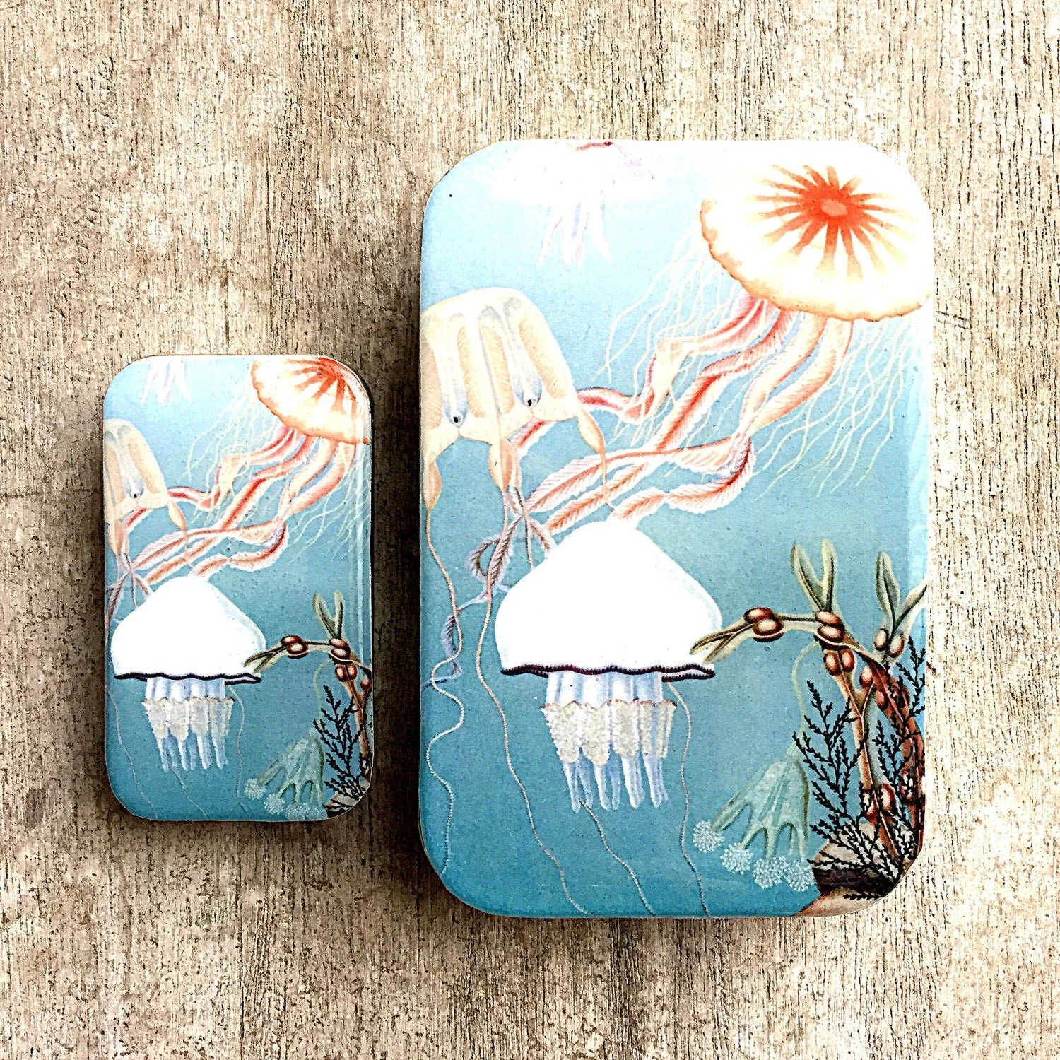 Large Jellyfish Notions Tin by Firefly Notes featuring a vintage scientific illustration of a jellyfish on a high-quality sliding metal tin