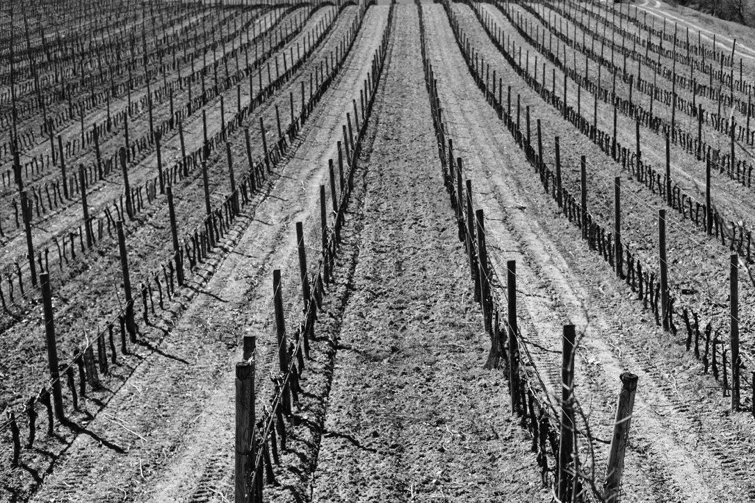 Vineyard rows with trellis supports on a dirt path in black and white.
