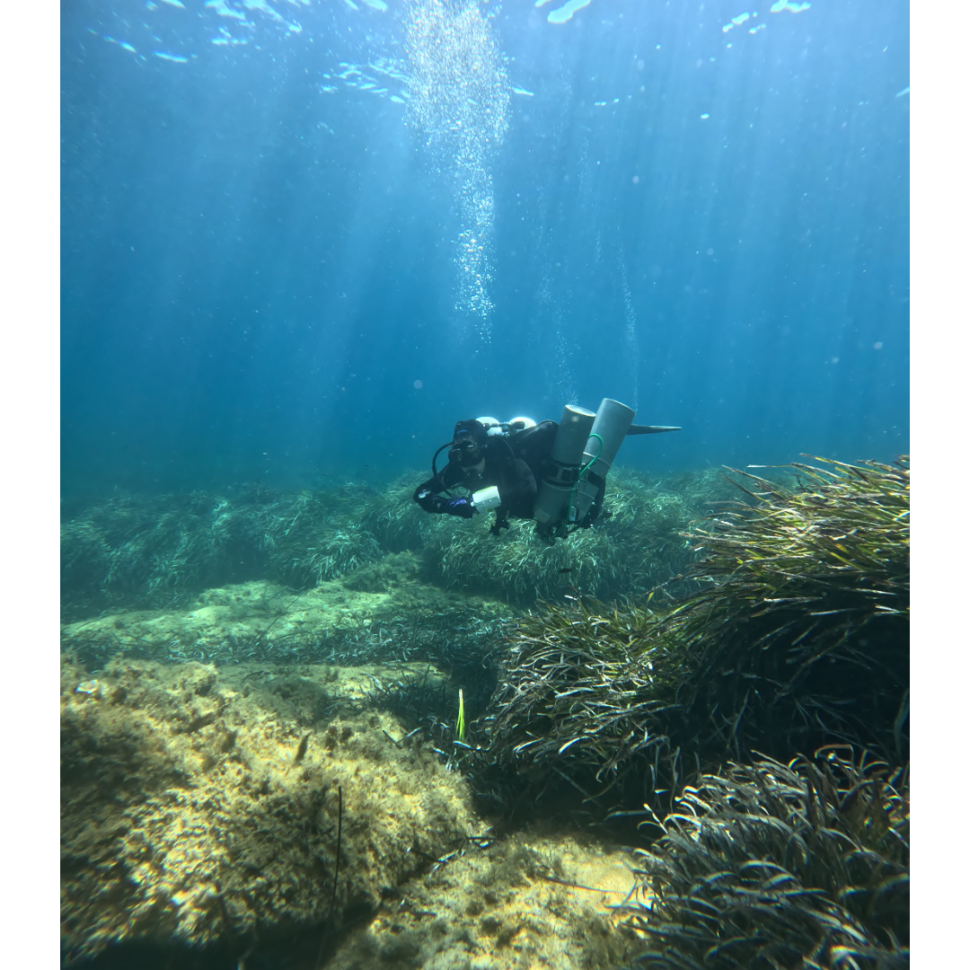 Scuba diver exploring underwater coral reef with seaweed and marine life.