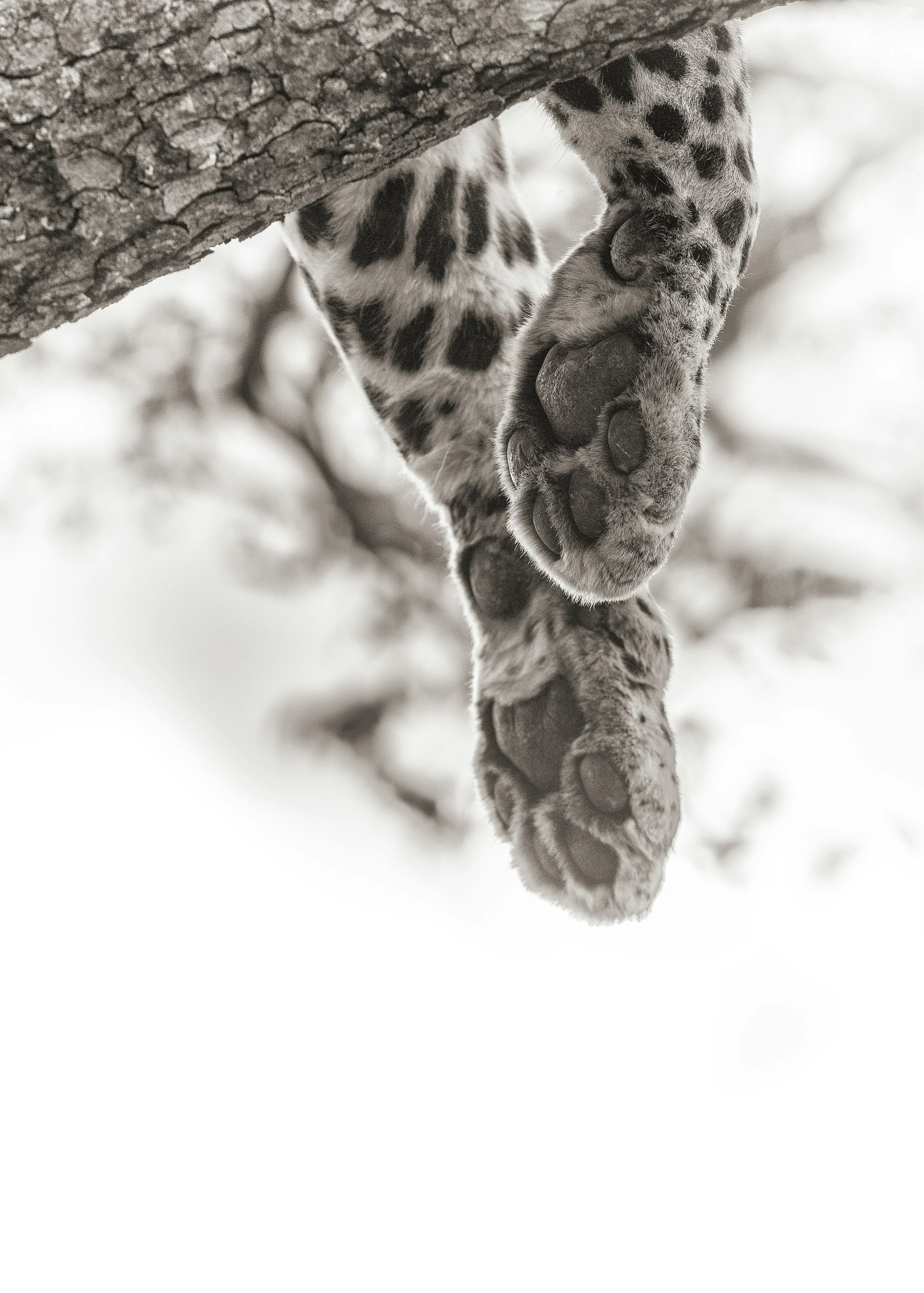 Close-up of a snow leopard's paws hanging from a tree branch in a snowy environment.