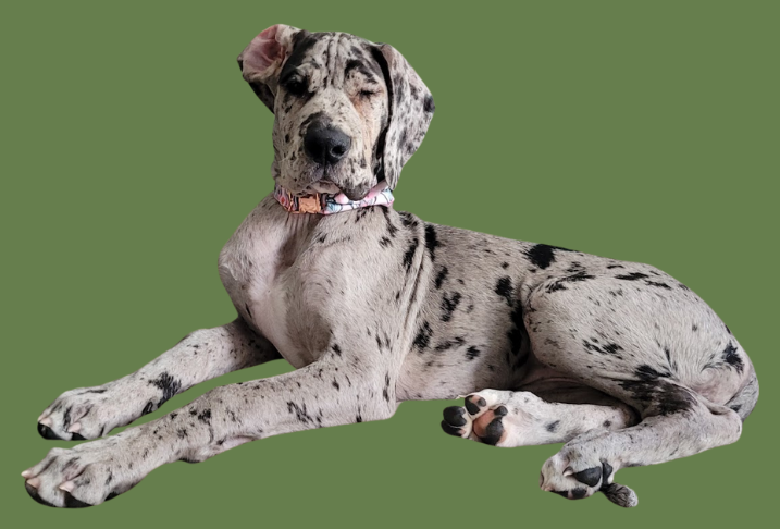 A Great Dane puppy lying down on a green background, winking with its head slightly tilted.