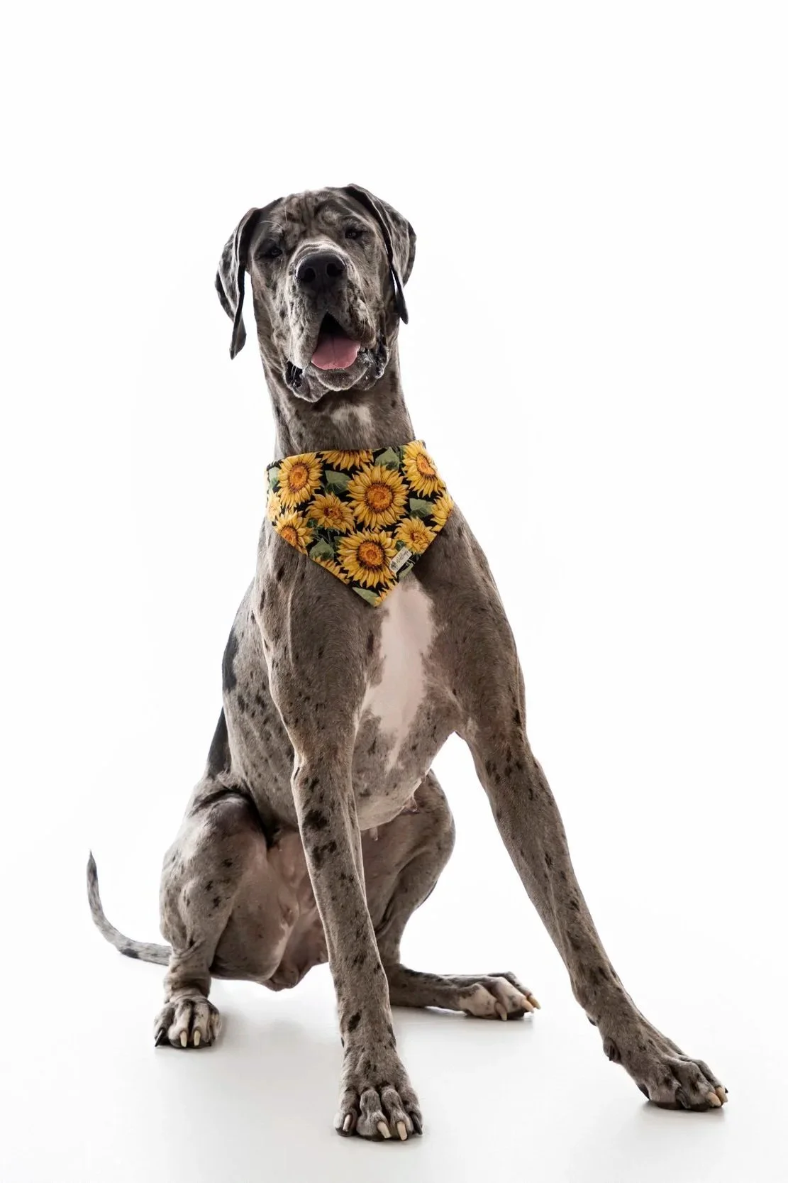 A Great Dane dog with a unique merle coat pattern wearing a sunflower-patterned bandana, sitting with a friendly expression against a plain white background.