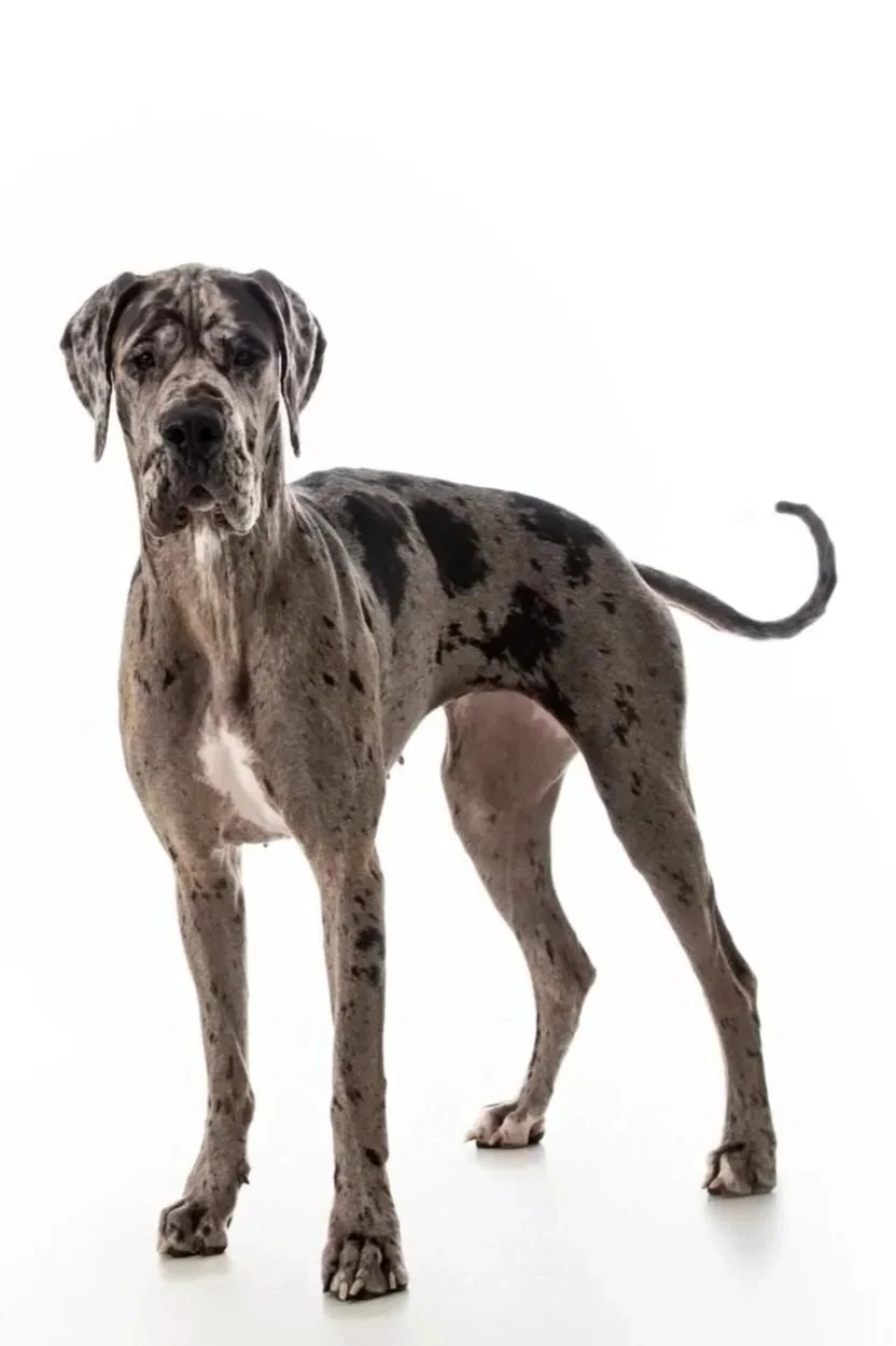 A large Great Dane dog with a merle coat pattern standing on a white background.