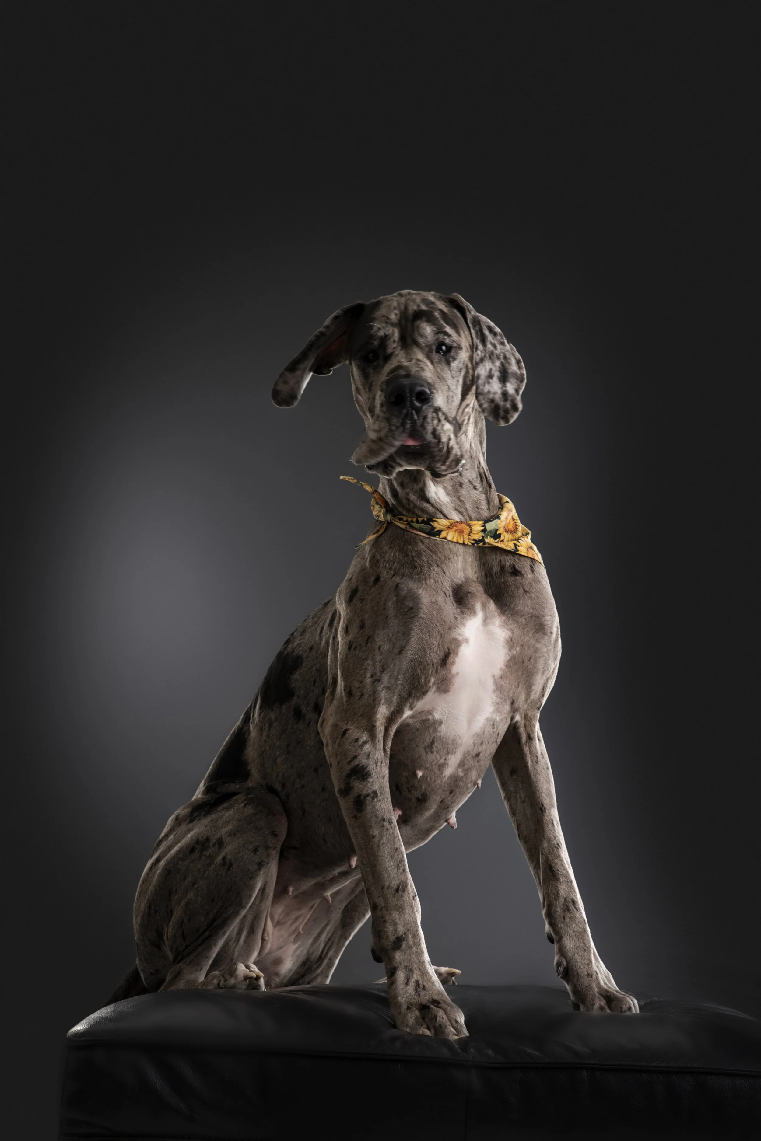 A Great Dane dog with a gray and black speckled coat and a yellow bandana with sunflowers, sitting on a black surface against a dark background.
