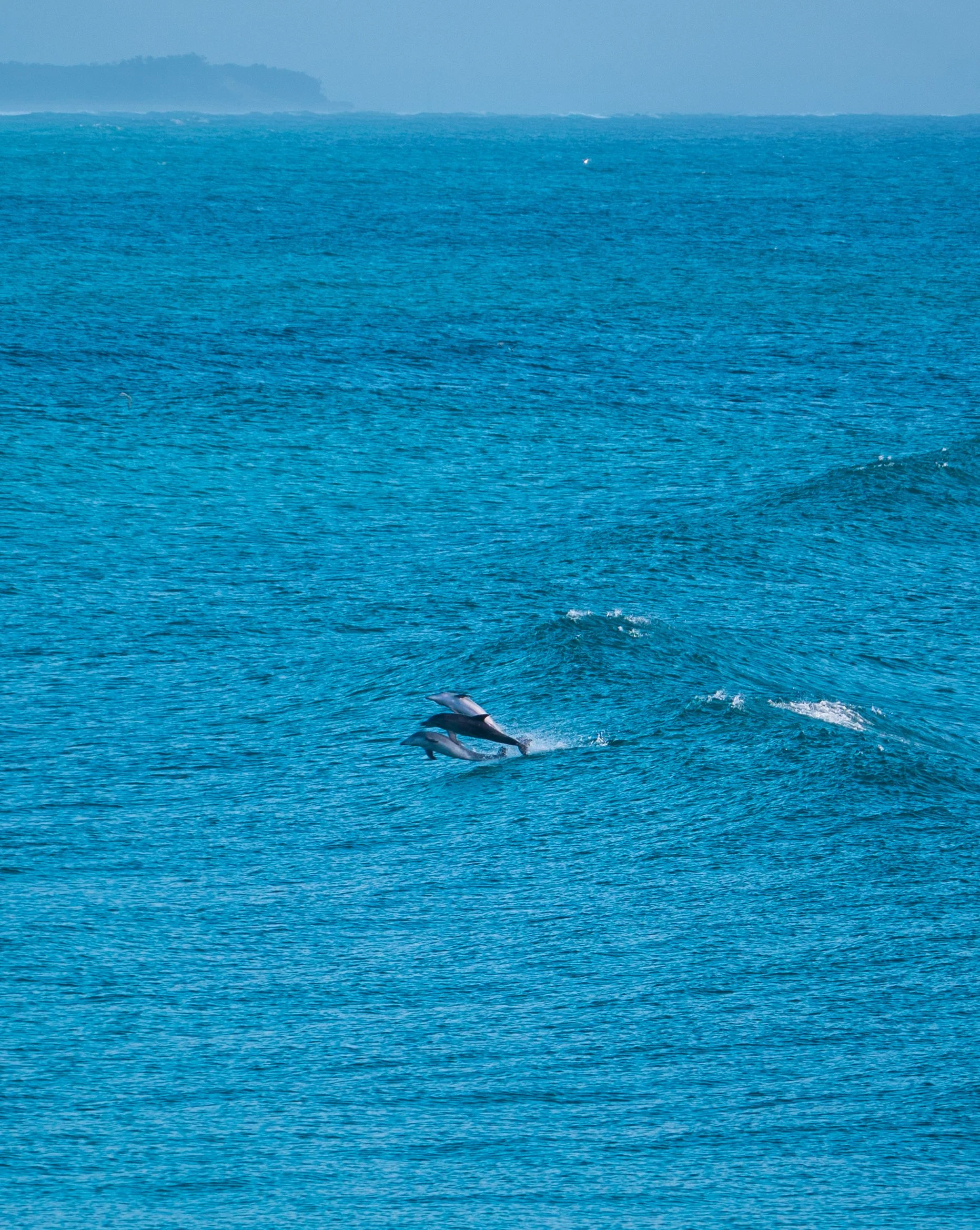 Cabarita - NSW -  Oz
