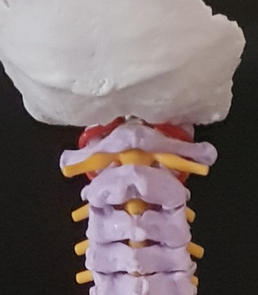 Why the Atlas (C1) Matters More Than You Think - And What Happens When It’s Out of Alignment