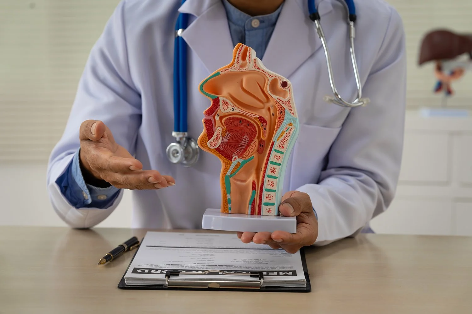 Doctor holding a detailed anatomical model of the human head and throat, with a stethoscope around his neck, in a medical office setting.