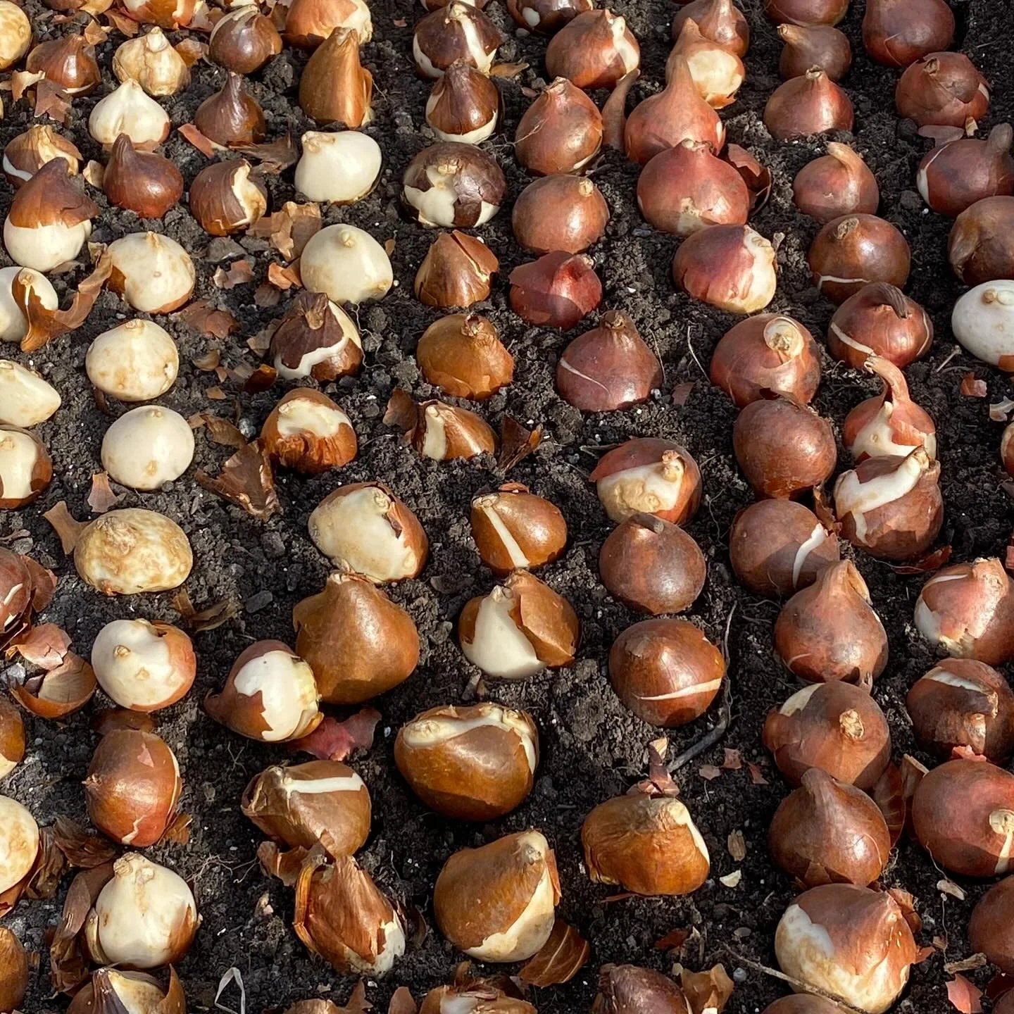 Tis the season! This is a busy time of year around here when all seasons seem to collide: fall clean up, pumpkin workshops, spring planting, Christmas making. And of course, it&rsquo;s always dog season. #lunablooms #seasonalflowers #ctgrown #ctmade 