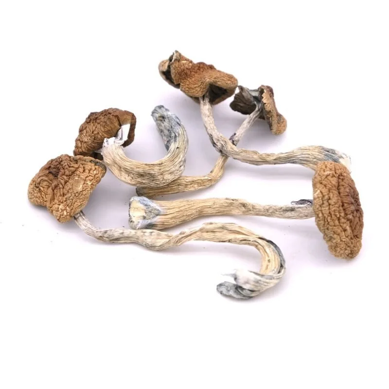 Daddy Long Legs Magic Mushrooms