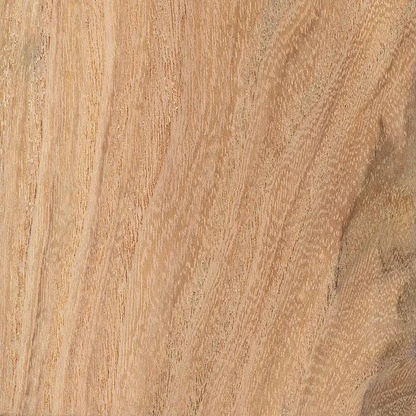 Honey Locust