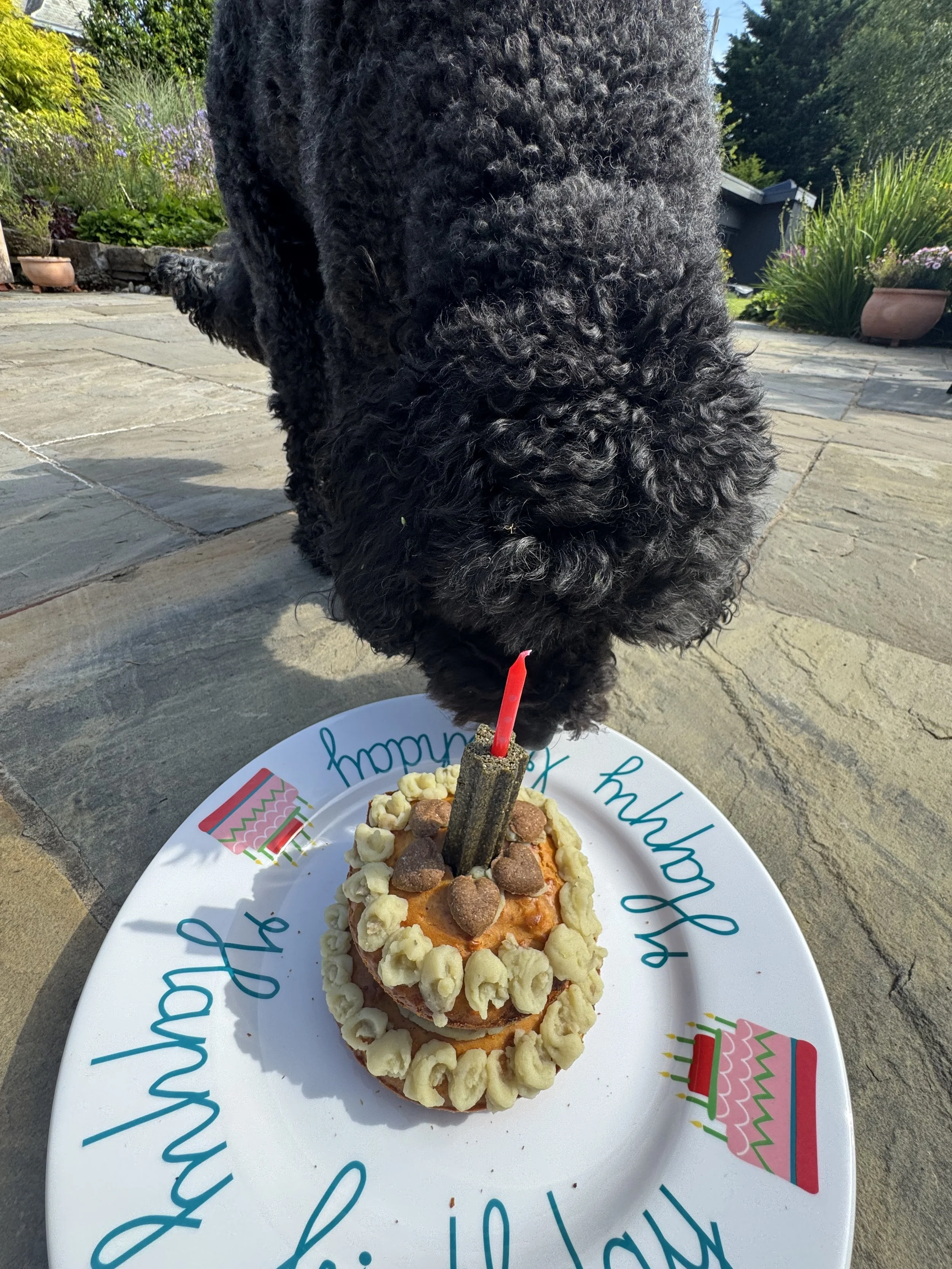 Black curly-haired dog sniffing a birthday cake shaped like a pineapple with a single candle, on a white plate with birthday cake illustrations and the words "happy birthday" in cursive.