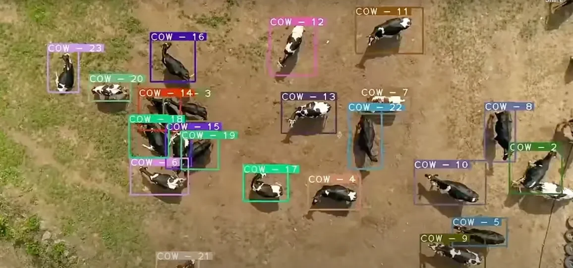 Cow Object Detection.png.webp