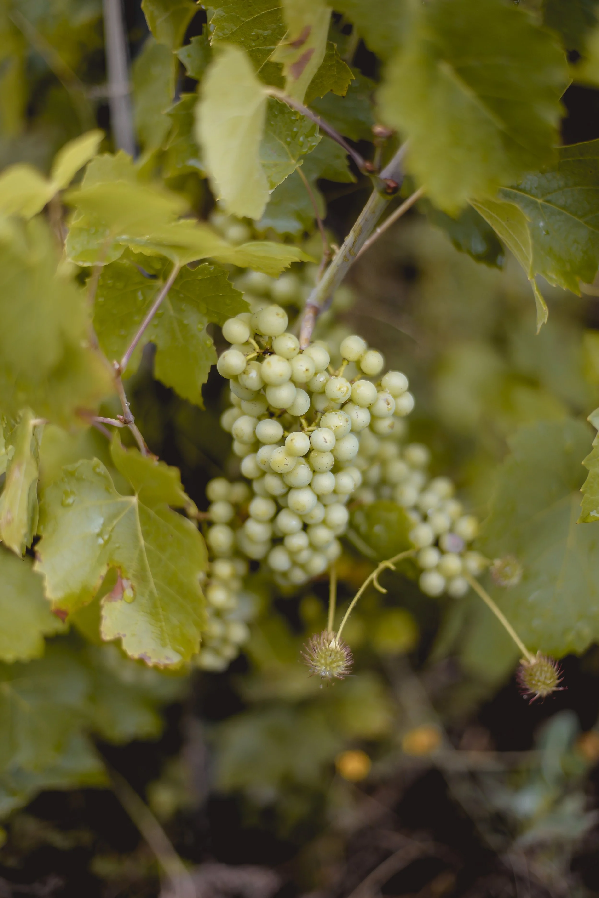 Close-up of a cluster of unripe white grapes hanging from a vine surrounded by green leaves.