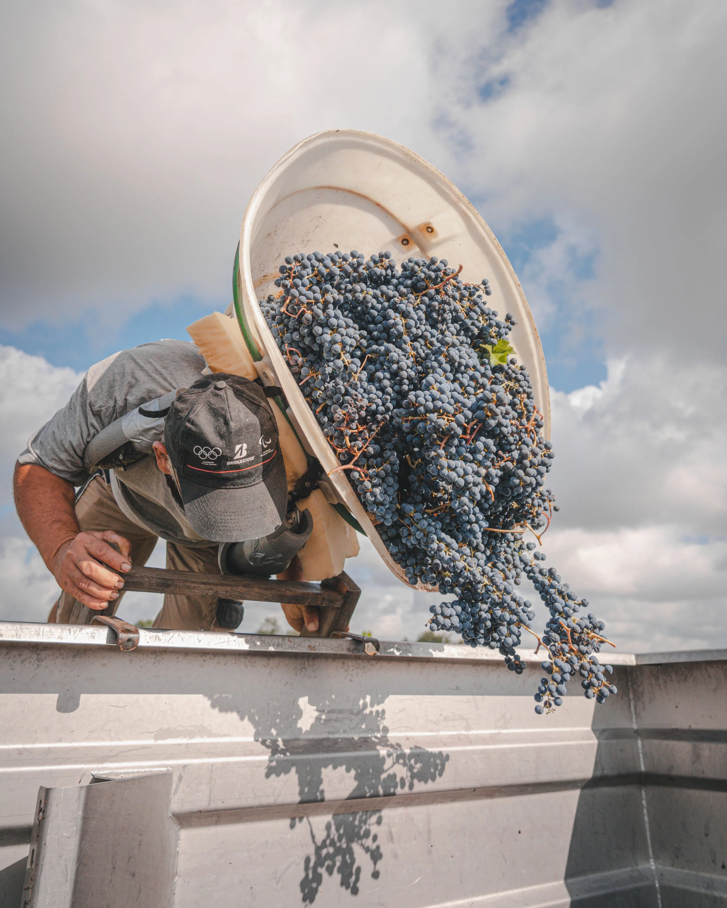 Person with a black cap with Olympic Rings and brand logos, v-neck shirt, and gray gloves, holding a white container of dark purple grapes, standing outdoors against a cloudy sky.