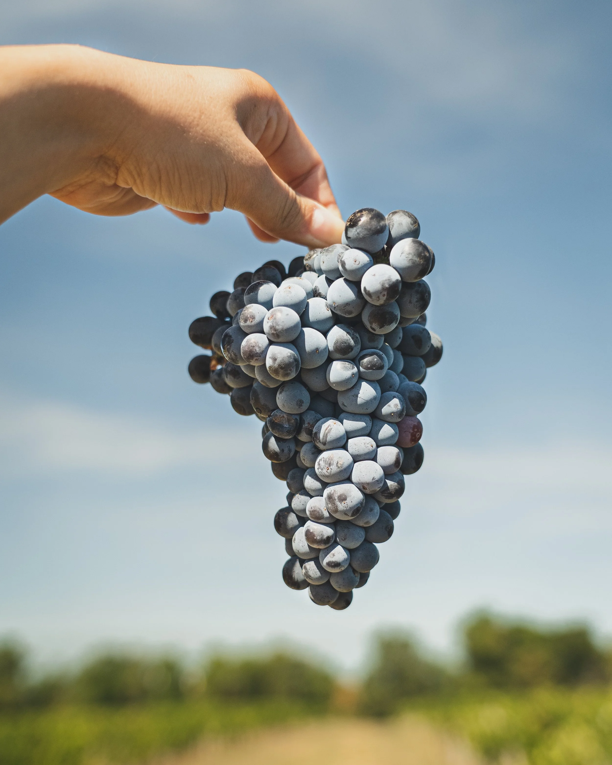 Close-up of a hand holding a bunch of dark purple grapes against a blue sky with a blurred green background.