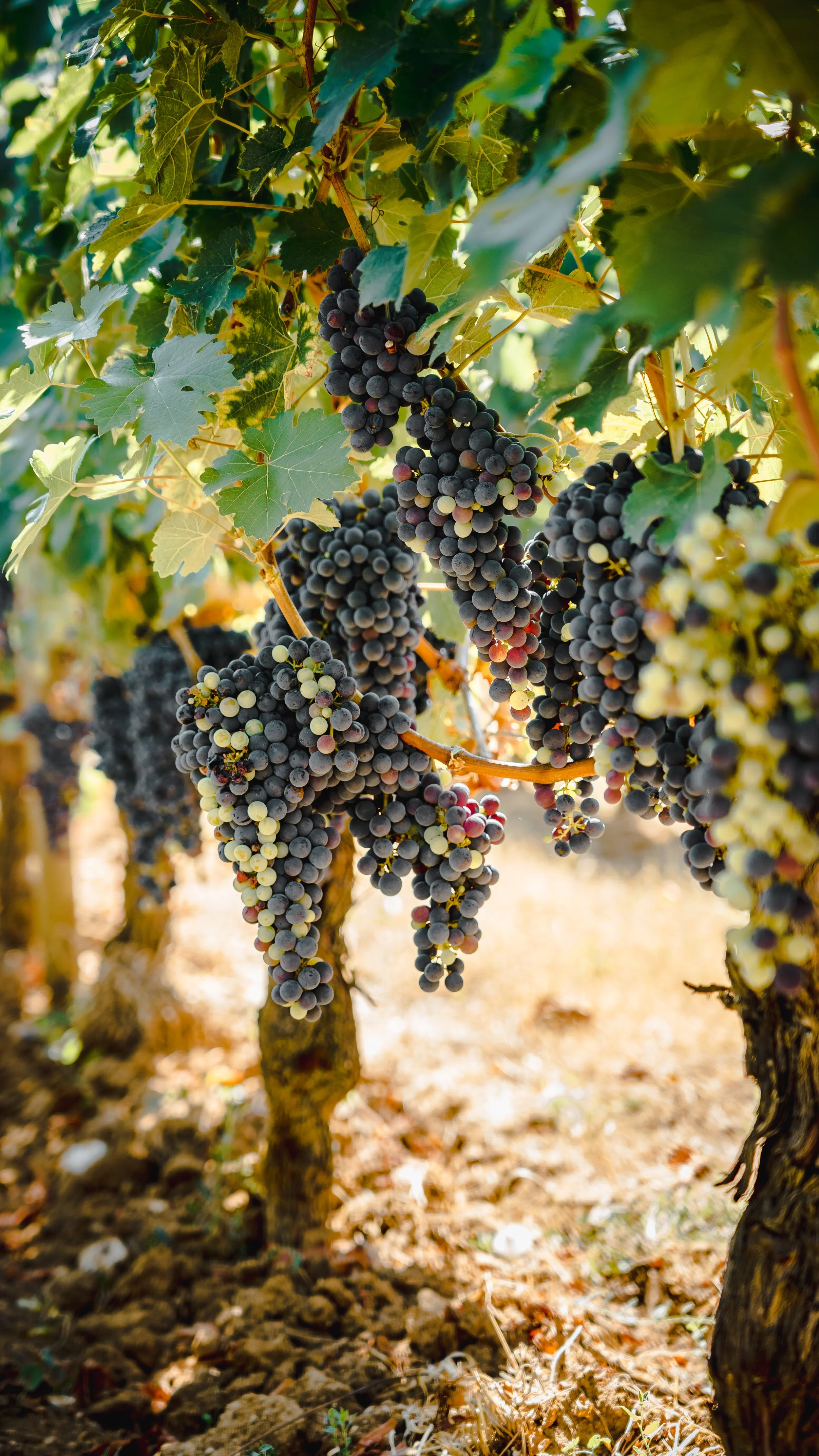 Close-up of grapevines with bunches of black and purple grapes hanging from the vines, surrounded by green leaves in a vineyard setting.