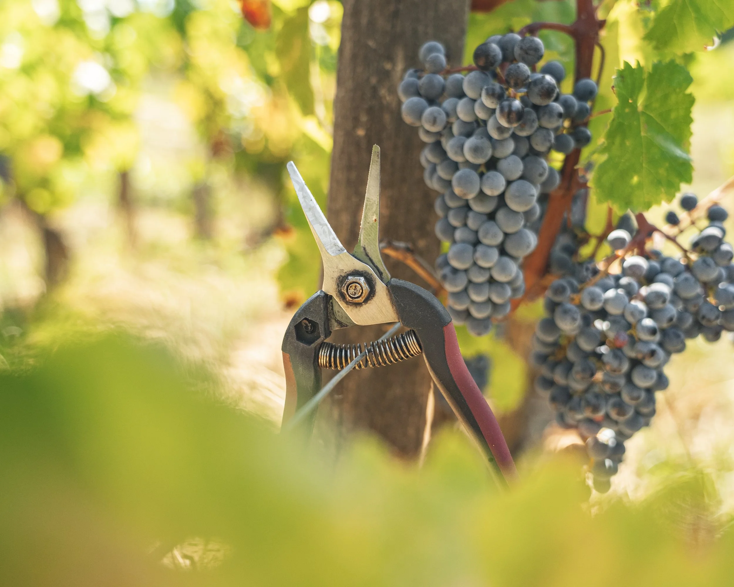 Close-up of a bunch of dark purple grapes attached to a vine, with vineyard background and a pruning shear in the foreground.
