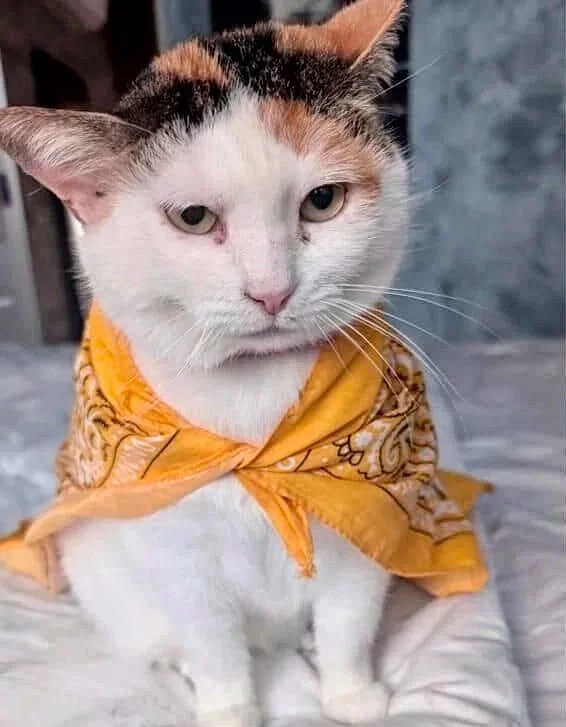 Leyla: She suffered on the streets with a severe ear polyp and had to have her ear removed. We knew she wouldn’t survive on her own, so we took her in and gave her the chance she deserved. Today, Leyla is safe, loved, and living her best life in Lond