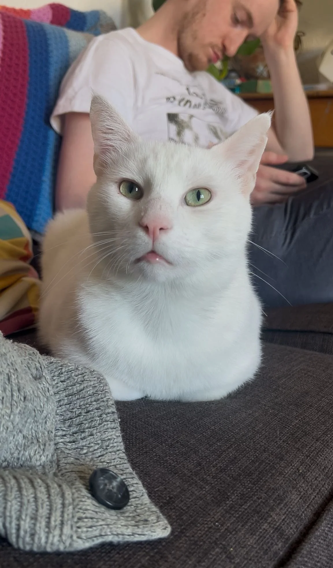 Albert: When we found him, he was suffering from severe eczema on the streets, his skin raw and uncomfortable. At around seven years old, we couldn’t bear the thought of him continuing to suffer out there. Thanks to the incredible team at Little Paws