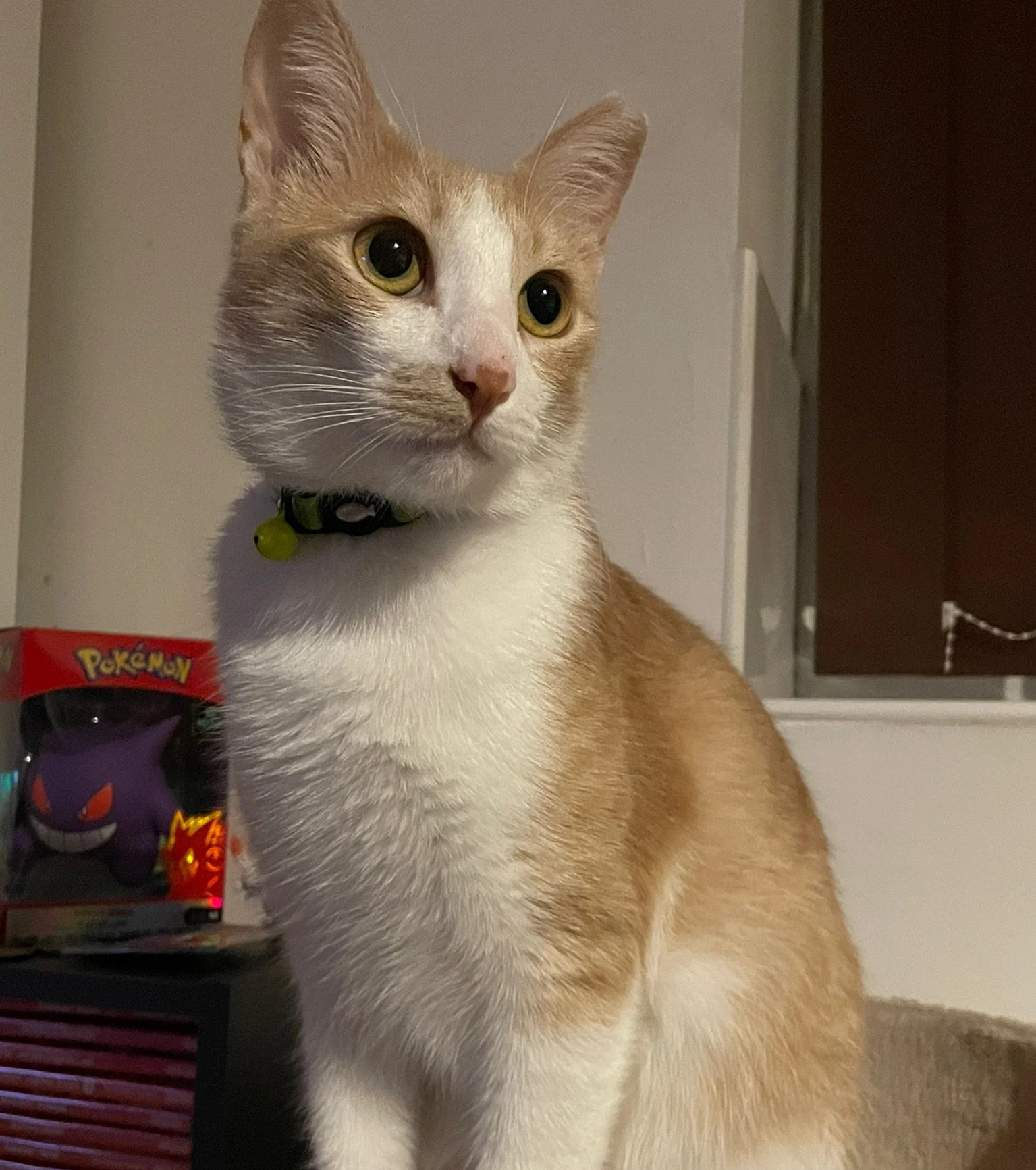 Kozi: One of four siblings, this gentle soul was far too soft for the harsh reality of the streets. We knew he wouldn’t survive out there, so we found him the loving home he deserved. Today, Kozi is safe and cherished in Oxford, living happily with h