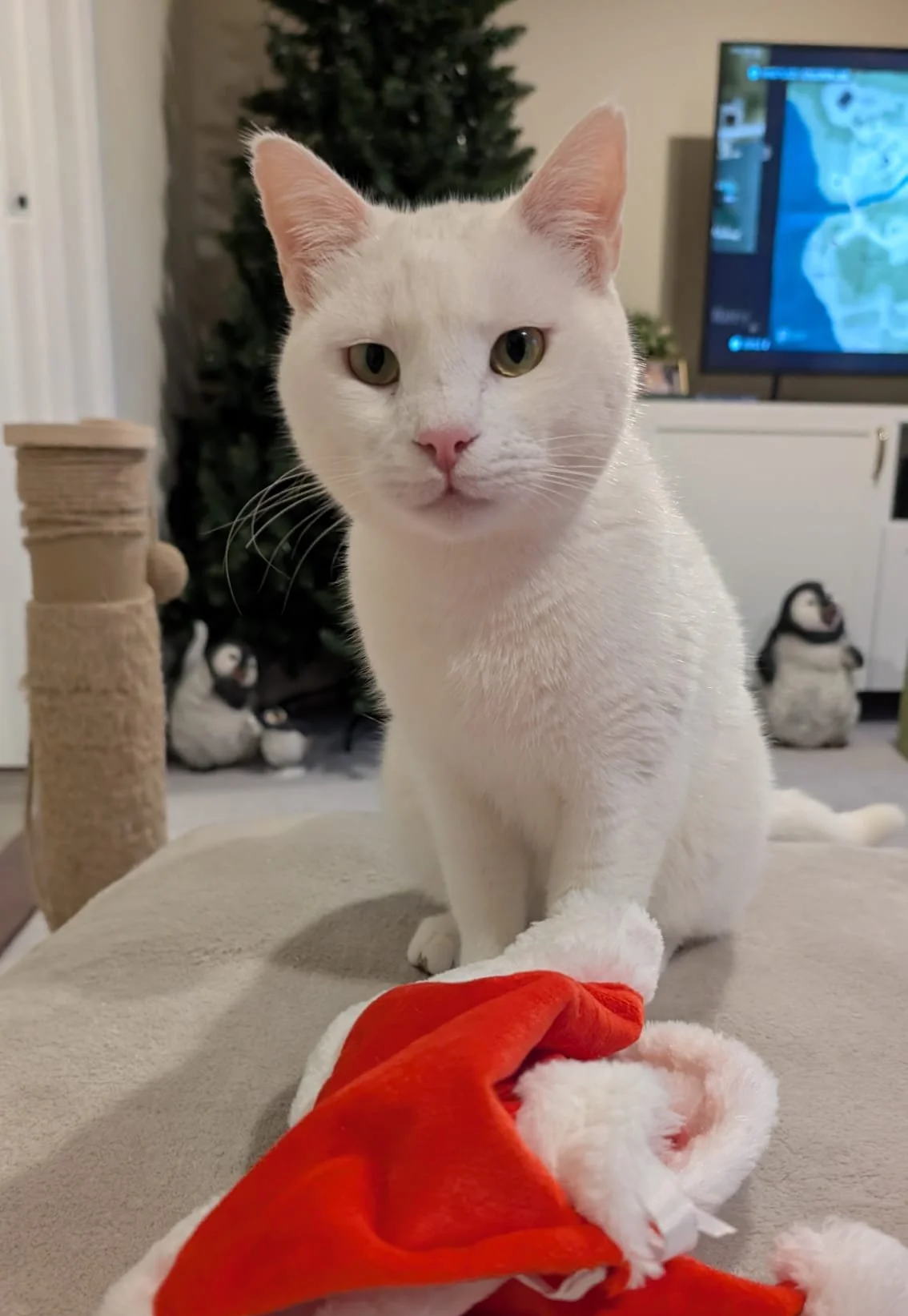 Barry: When we found him, he was sick, had rotten teeth, and was still intact. Later, he suffered a severe reaction to his injections and developed an abscess, leading to months of treatment and recovery. It was a long, painful journey, but he made i