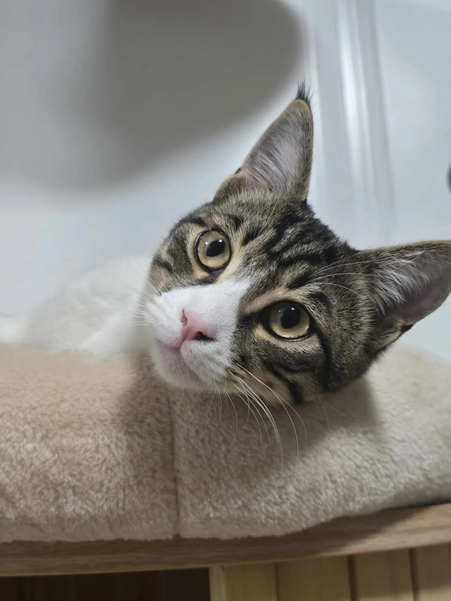 Jupiter: The fourth sibling, Jupiter, also made it all the way to Canada. In a beautiful twist of fate, all four kittens — Journey, Jax, Jinx, and Jupiter — were adopted by the same family and are now growing up together, safe, loved, and truly livin