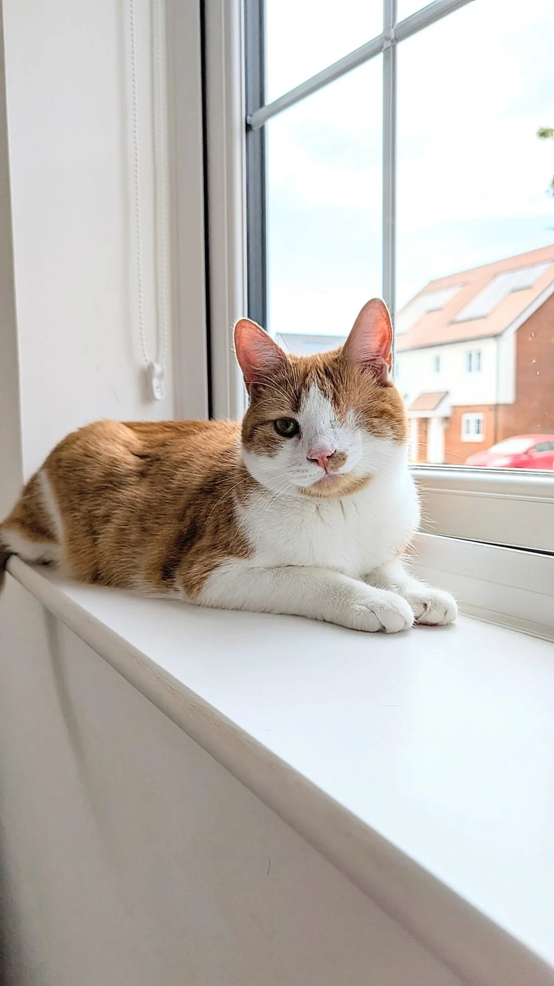 Bob: A true little survivor. He was just a kitten when we found him, partially blind and fighting for his life. He went on to beat FIP — something that once felt impossible. Today, Bob is safe, loved, and living his best life in Kent.