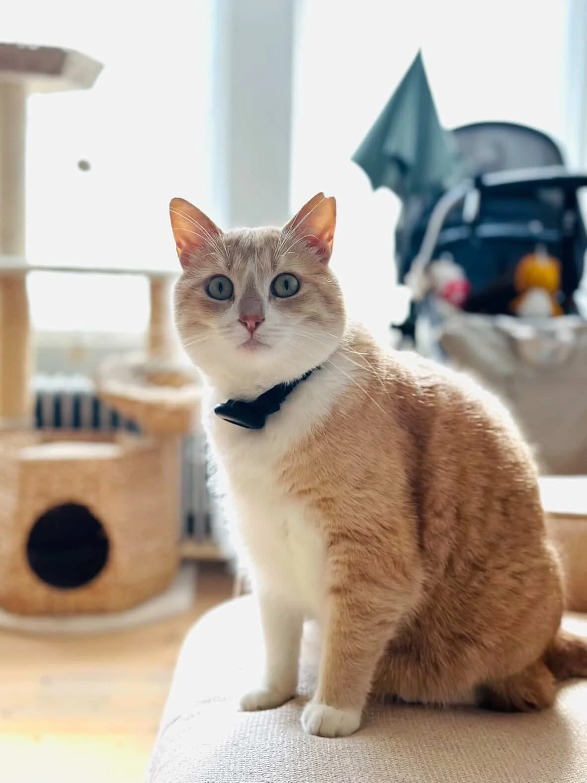 Evie: She was one of four siblings, and while two of them found homes in the UK, Evie’s future worried us. She was such a timid, sensitive little girl, and we feared rehoming would be too much for her. But a wonderful couple took a chance on her, gav