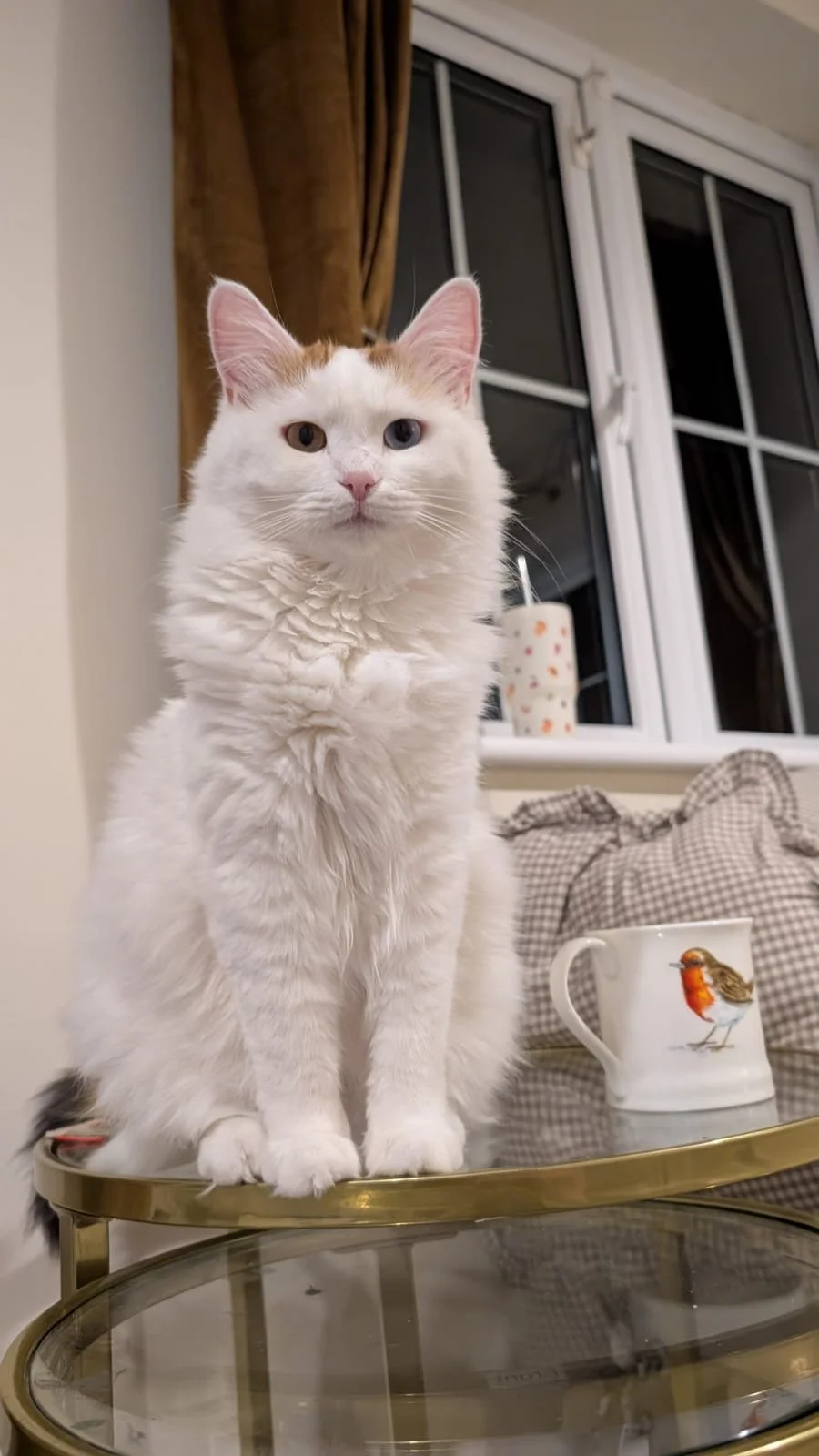 Bonnie: She was no bigger than the palm of our hand when we found her, fighting an infection, jaundice, and severe anaemia. All of her siblings passed away, and it felt impossible that she would survive too — but she did. A true little miracle.
Today