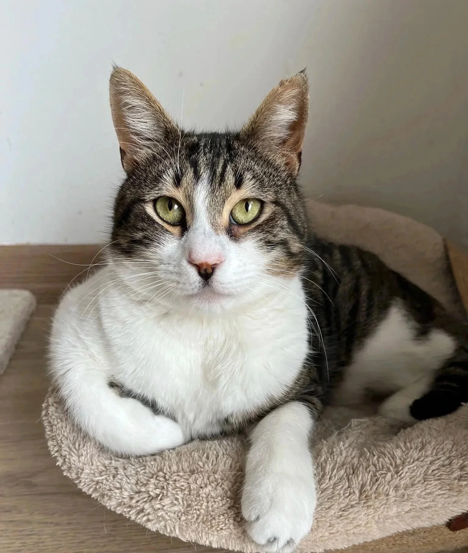 A striped gray and white cat with green eyes lying on a beige cat bed with a wooden background.