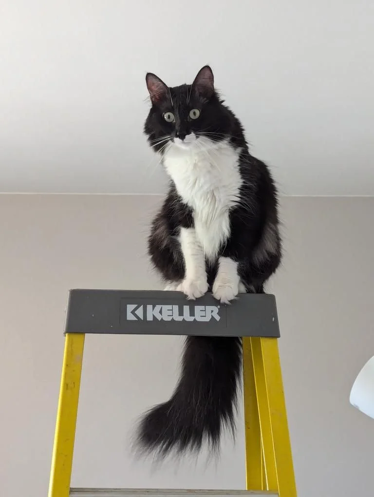 Tinker: One of the most beautiful cats we’ve ever rescued. Despite his stunning looks, we couldn’t find him a home in Istanbul. But the world is a big place, and his family was waiting for him. Today, Tinker is safe, adored, and living with his lovel