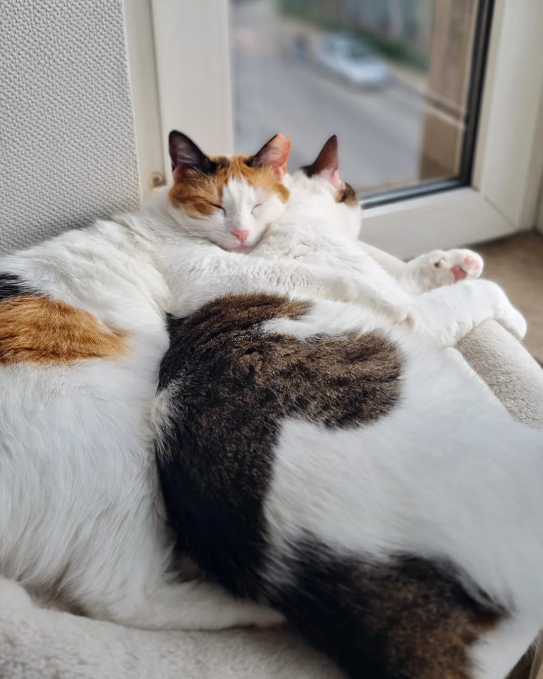 Two cats cuddling on a windowsill, with one cat resting its head on the other's back and both with closed eyes.