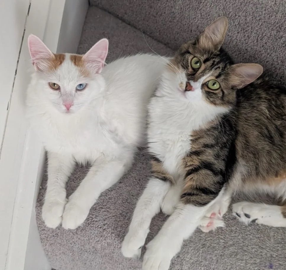 Two cats lying on a carpeted floor, one with mostly white fur and one with striped brown and white fur, looking at the camera.