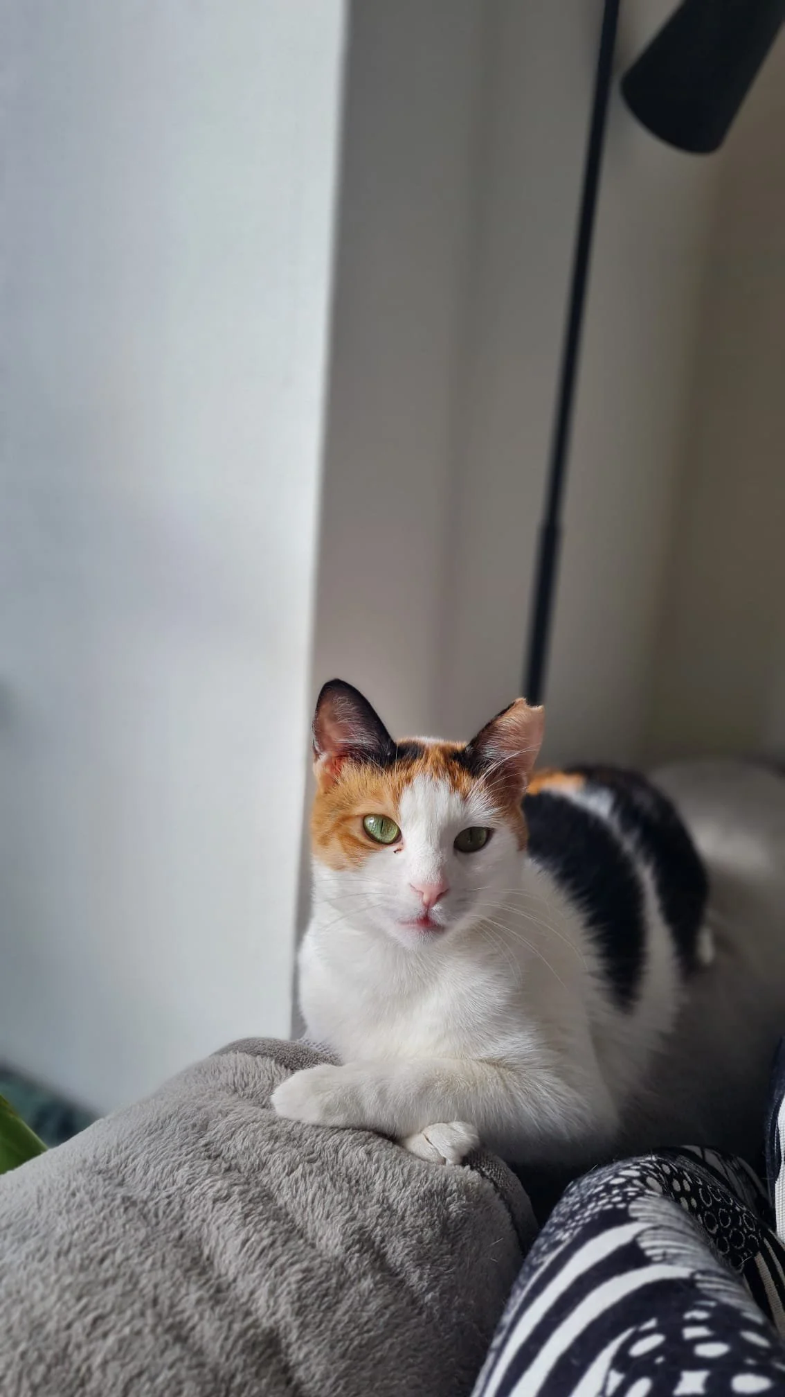 Minnosh: We found her when she was just a tiny kitten. A car had run over her, breaking both of her hind legs, and she was lying on the pavement in pain, unable to move. We couldn’t walk away. She was taken into our care, treated, and given the chanc