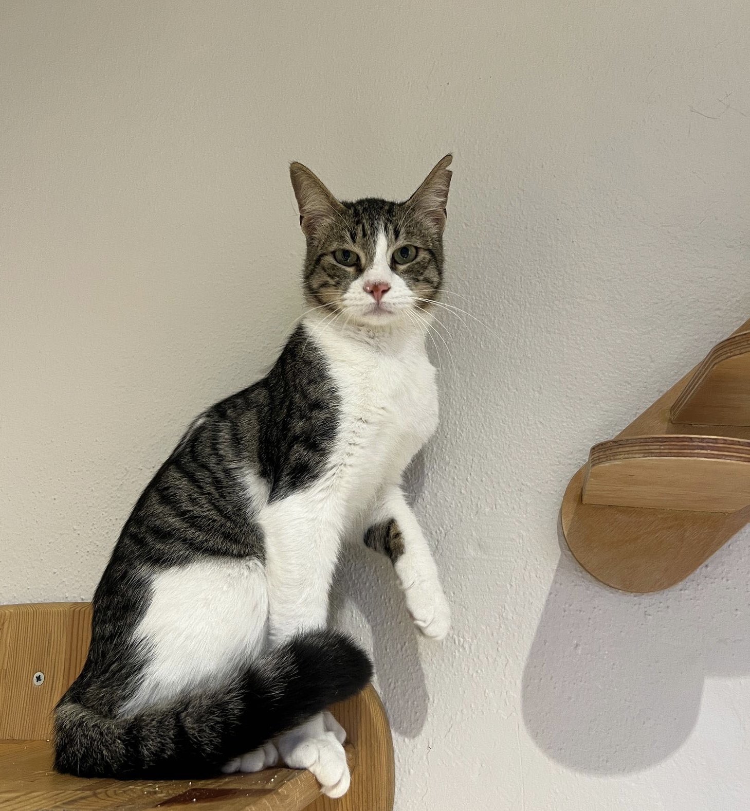 A gray and white tabby cat sitting on a wooden staircase with a neutral-colored wall in the background.