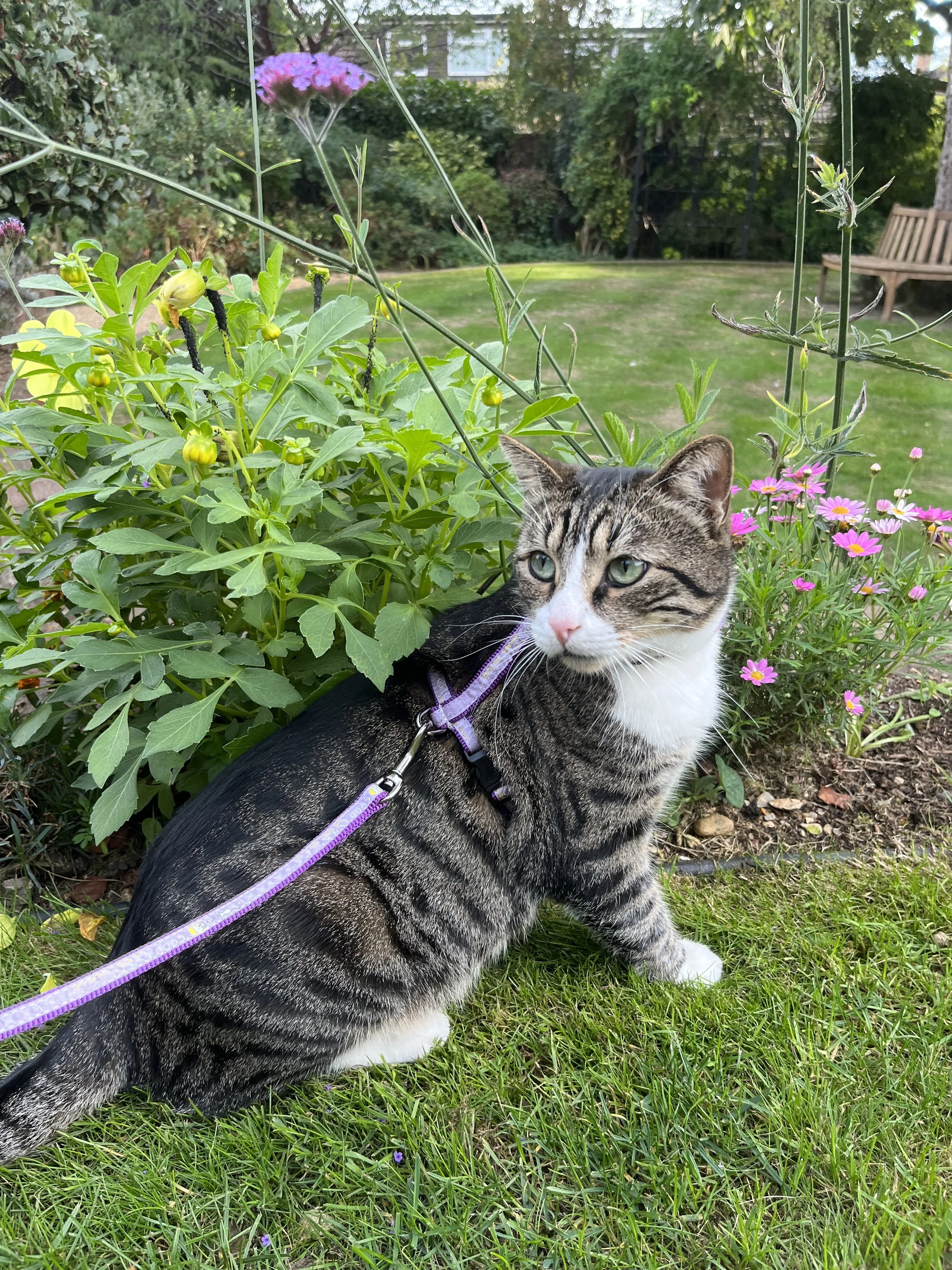 Oscar: He was such a friendly boy, but not everyone appreciated his trust in people. Someone once threw a brick at his head. We couldn’t turn our backs on him. Today, this brave soul is safe, cherished, and finally loved in his forever home in Hertfo