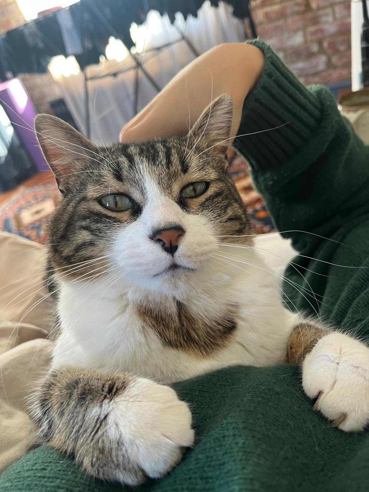 Thomas O’Malley: He was one of four siblings, and heartbreakingly, they all passed away one by one. Thomas was left alone, but he never lost his trust in humans. So friendly and desperate for safety, he would jump onto rooftops trying to get into peo