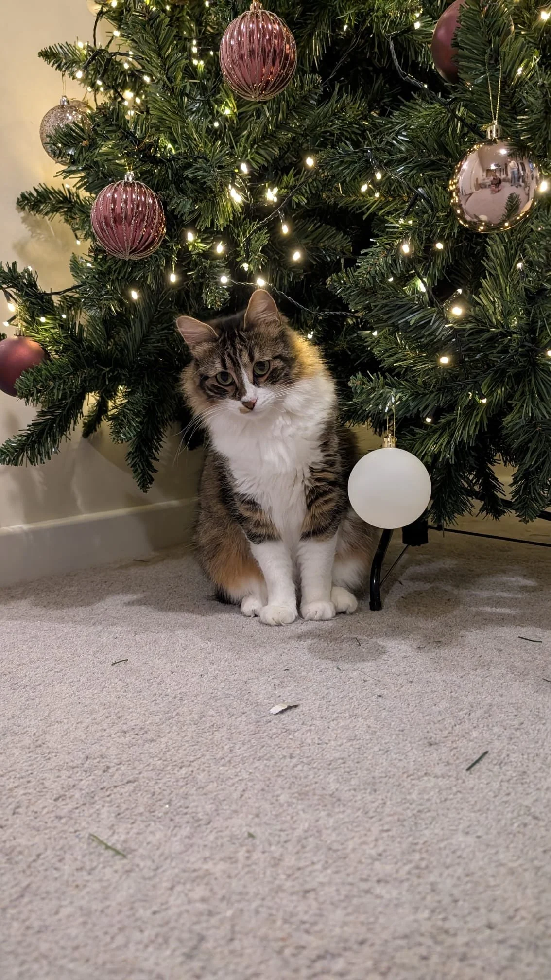 Bella: A tiny little fluff ball, crying her heart out on the roof of a building. Someone had placed her there to keep her safe from the road because she was all alone — but we couldn’t leave her like that. She needed warmth, care, and a family.
Today