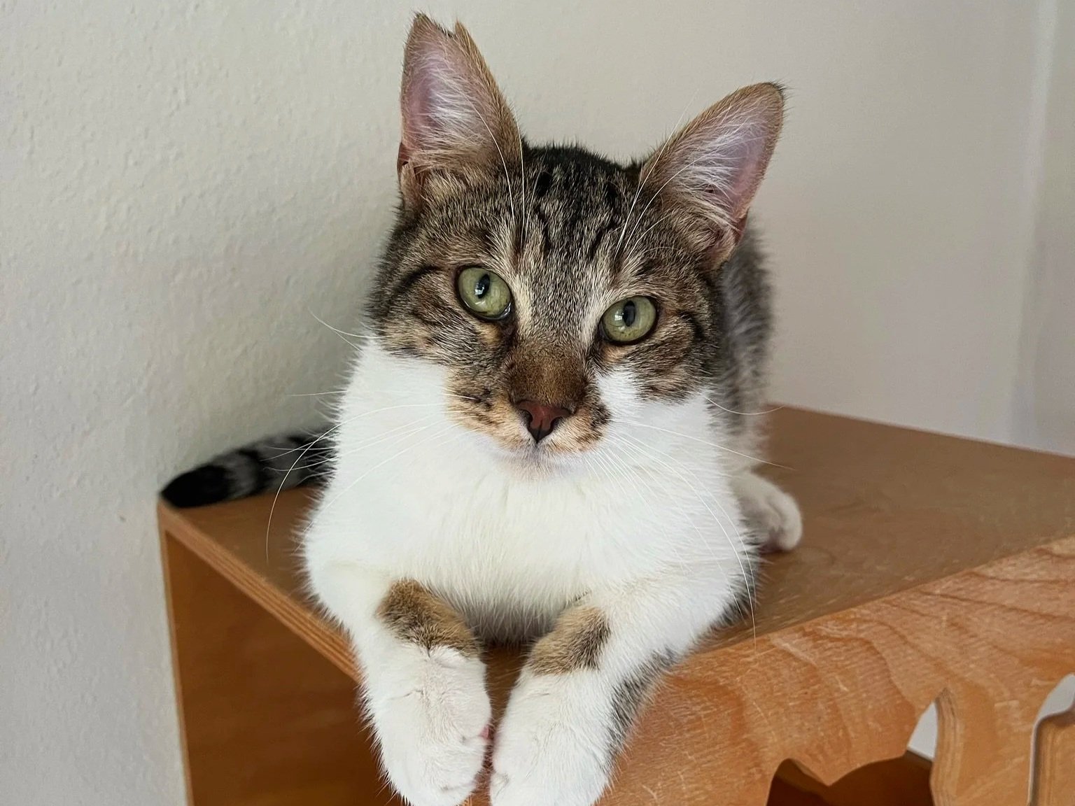 A gray and white tabby cat with green eyes lying on a wooden surface, looking at the camera.