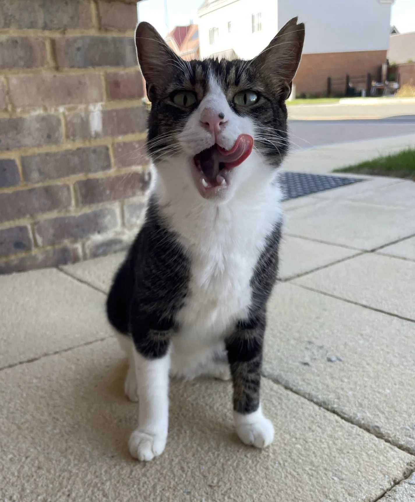 Pepper: Life was harsh for her – rotten teeth, and once she even stepped into fresh cement. Despite everything, she survived and now has a warm, happy home in Kent.