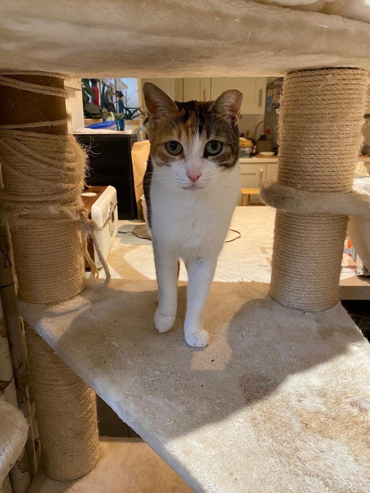 Freya: One of our most heart-breaking rescues. She was hit by a car while pregnant with four kittens. She suffered a hernia, lost her babies, and had a broken leg. It’s nothing short of a miracle that she survived. Today, Freya is safe, loved, and li