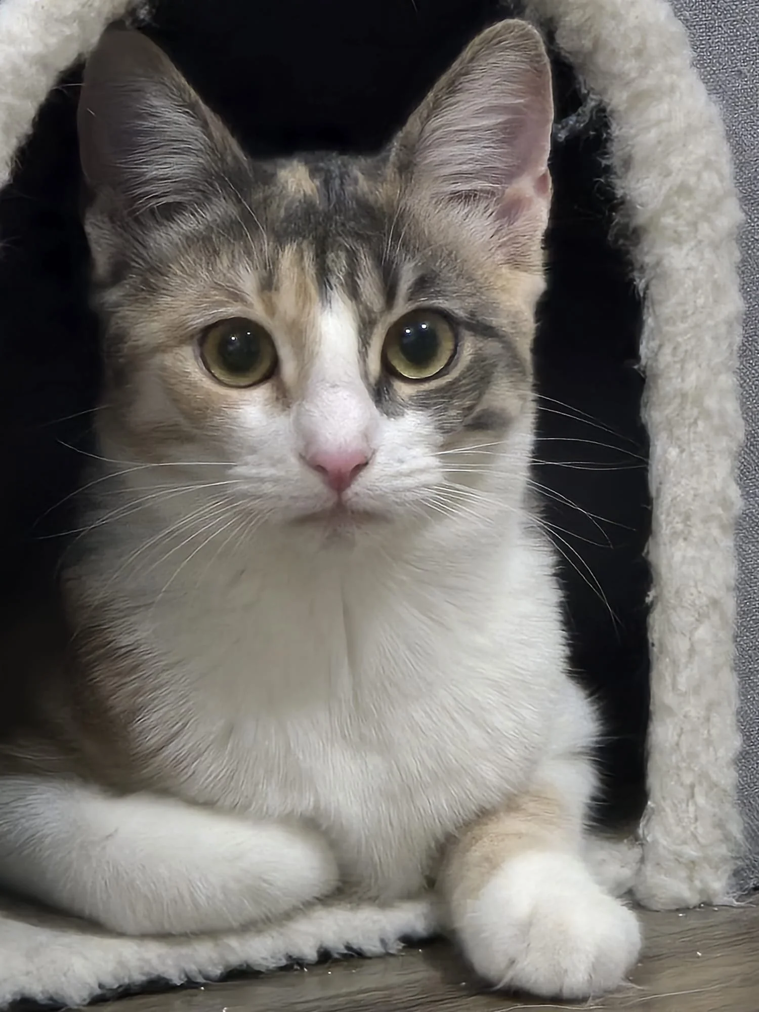 Journey: She was separated from her mum and siblings and abandoned in a box by a neighbour who didn’t want them in their garden. She could have ended up in a shelter… but instead, her life took a completely different turn. Today, Journey and her sibl